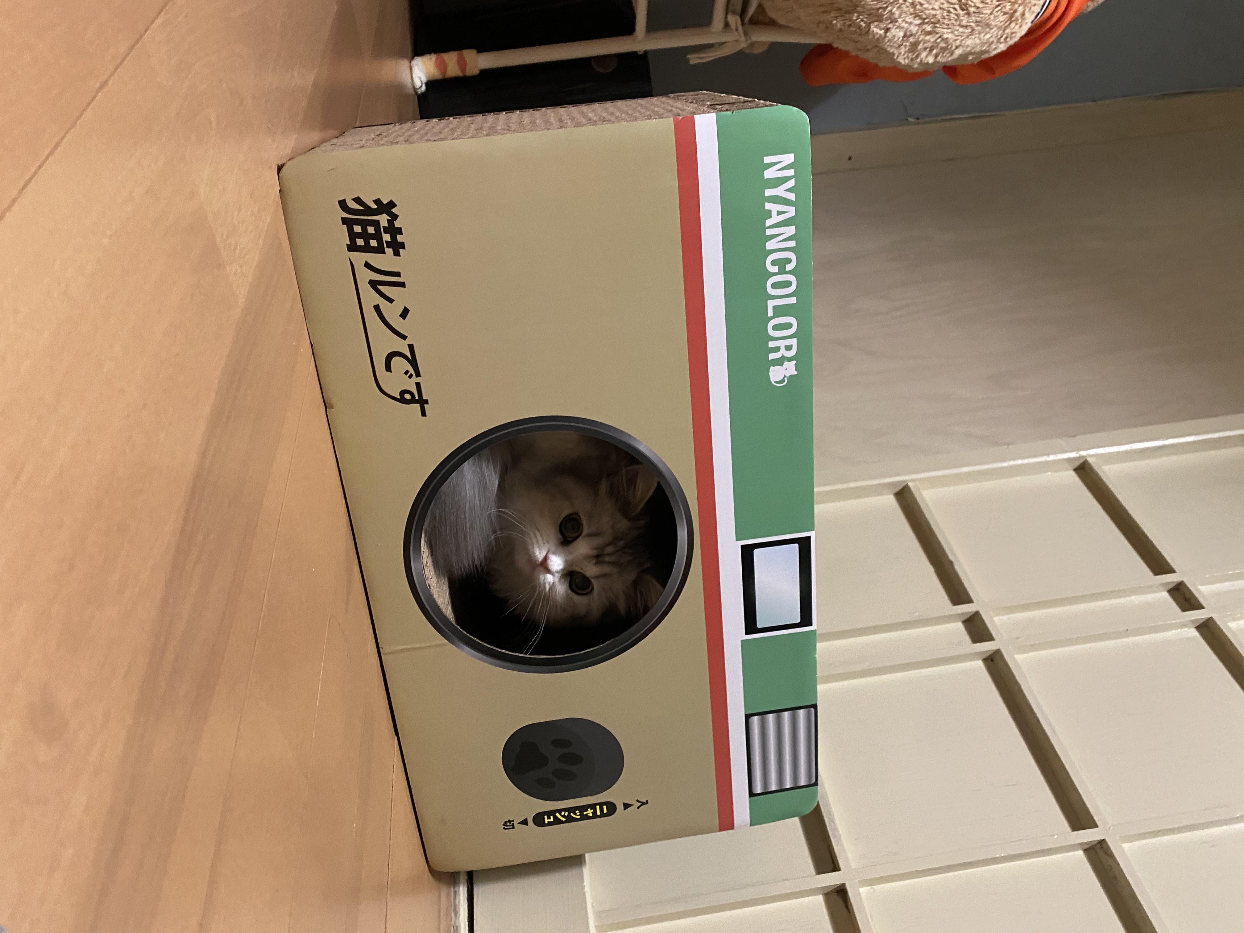 猫ルンです📸