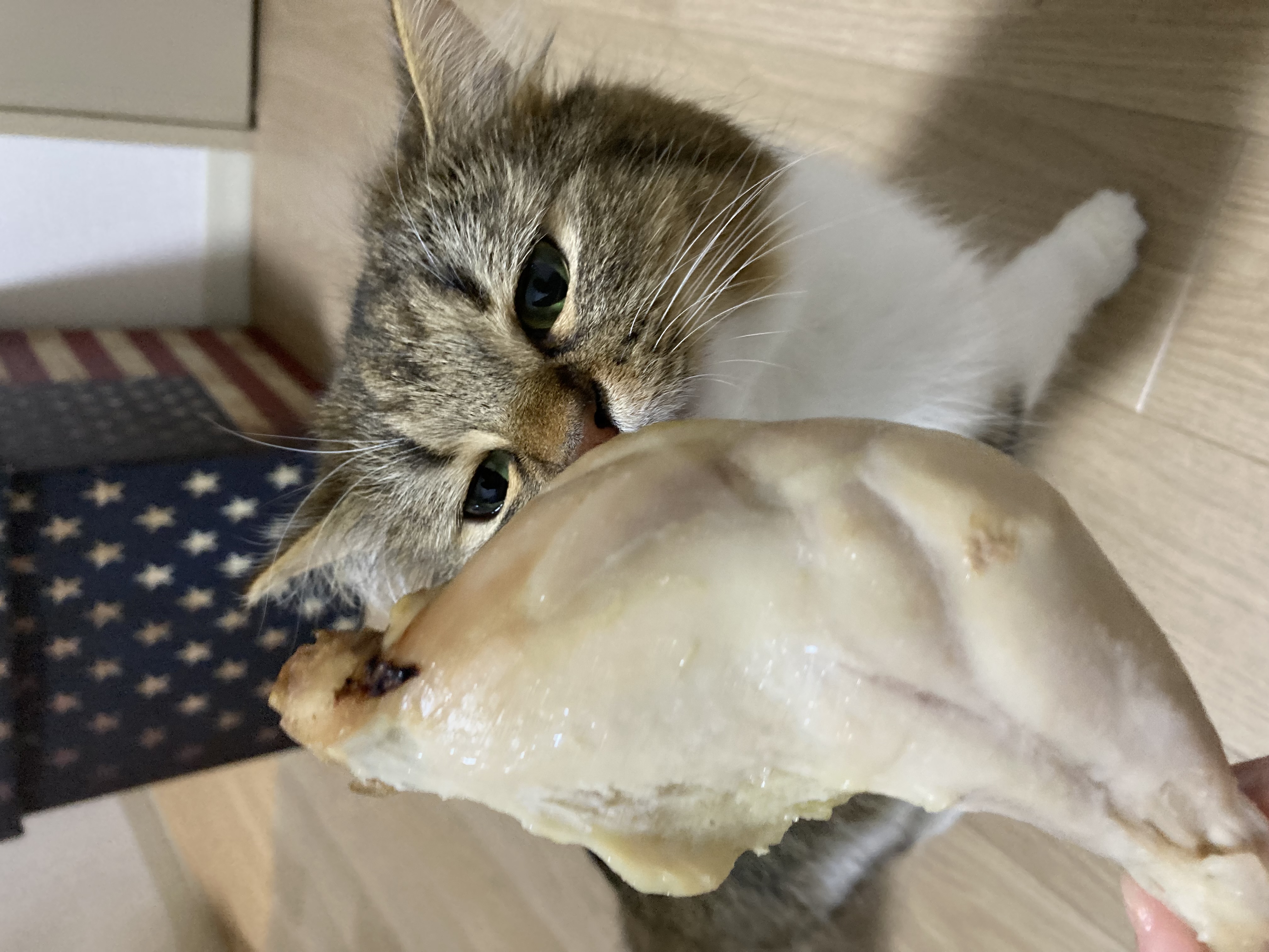 鳥肉😻✨🍗