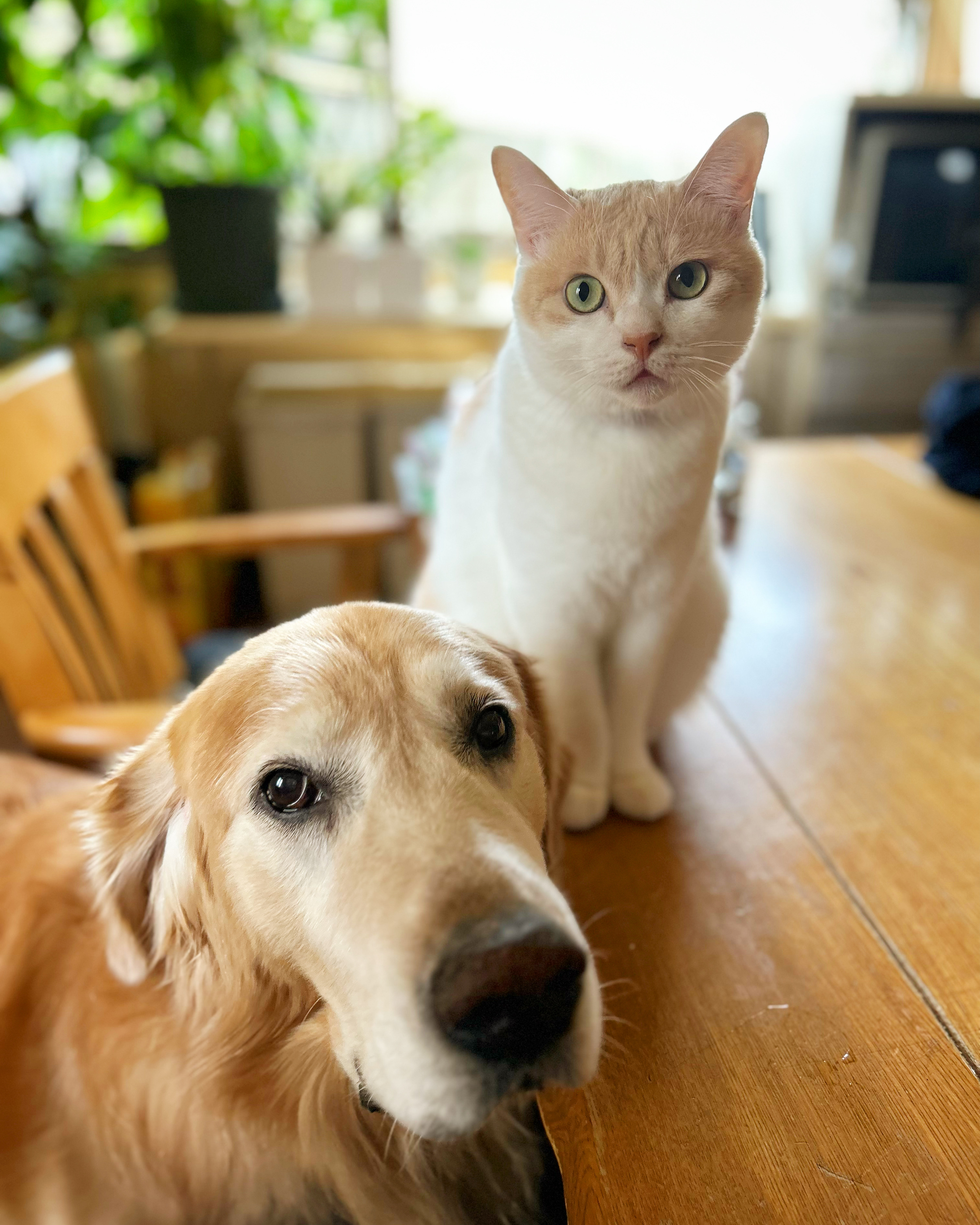 大好きな先住犬と