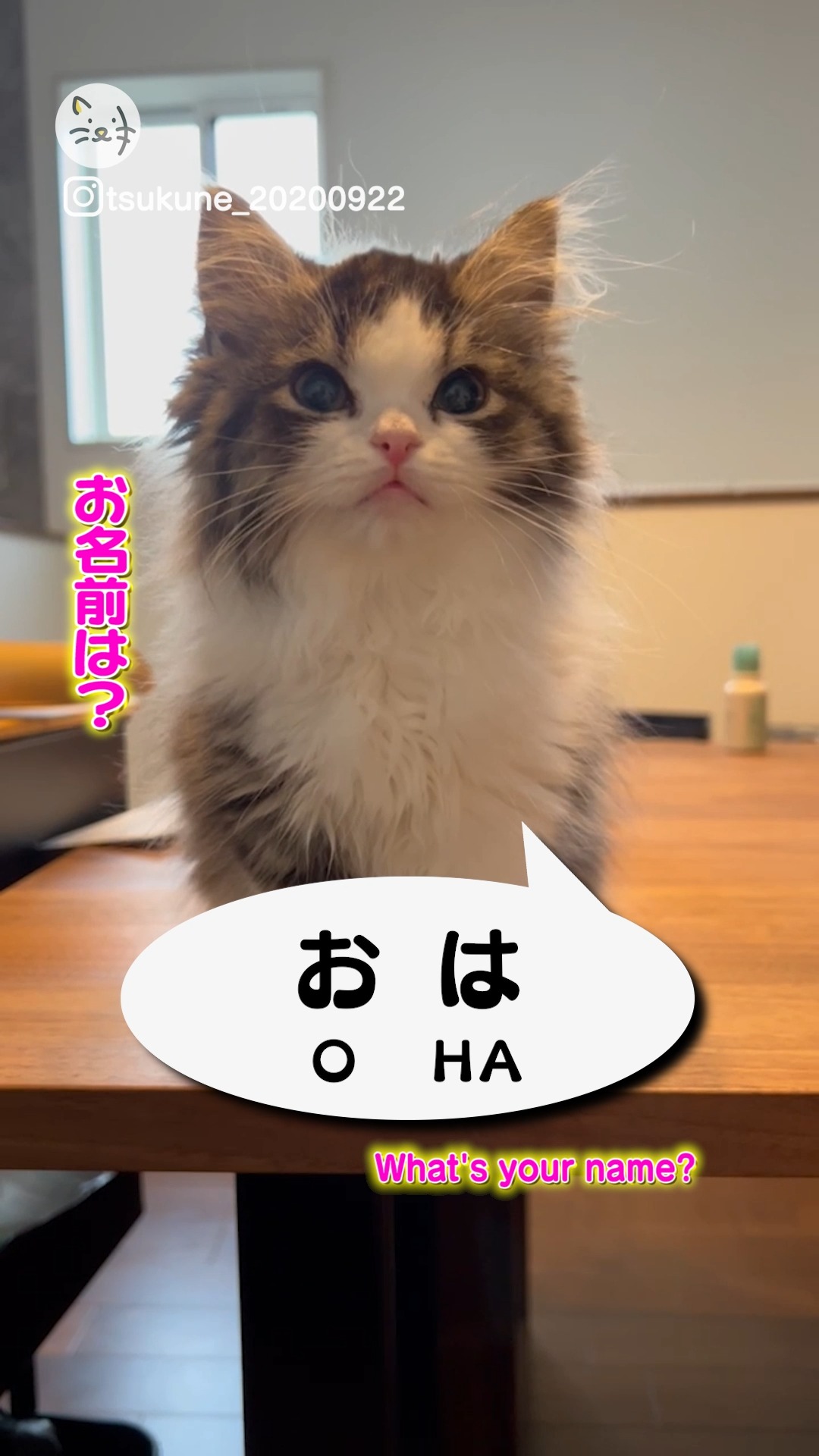 自分の名前が言えちゃう猫ちゃん現る✨サイベリアンの「おはぎちゃん」🐾