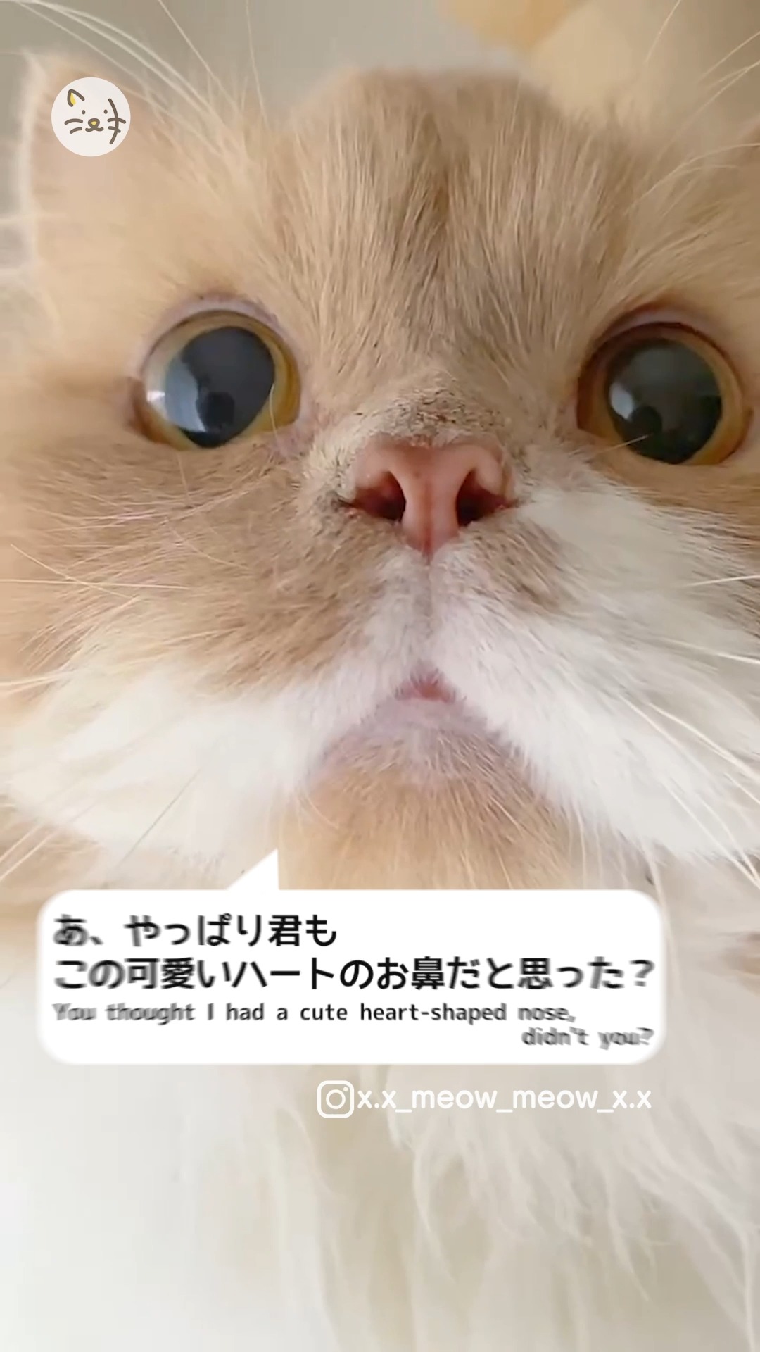 ドアップ猫ちゃんのチャームポイント、どこだと思う😽💓？？