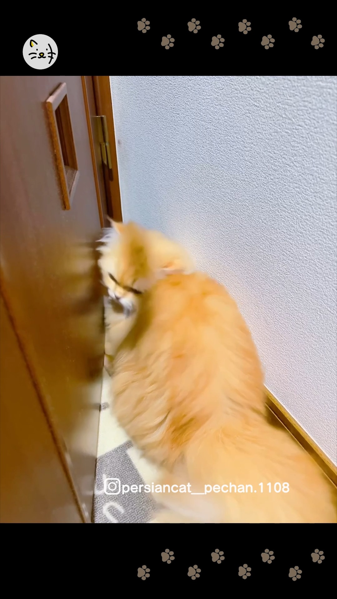 その先には一体なにが・・・？ペルシャ猫のぺーちゃんは扉の隙間が気になります💨