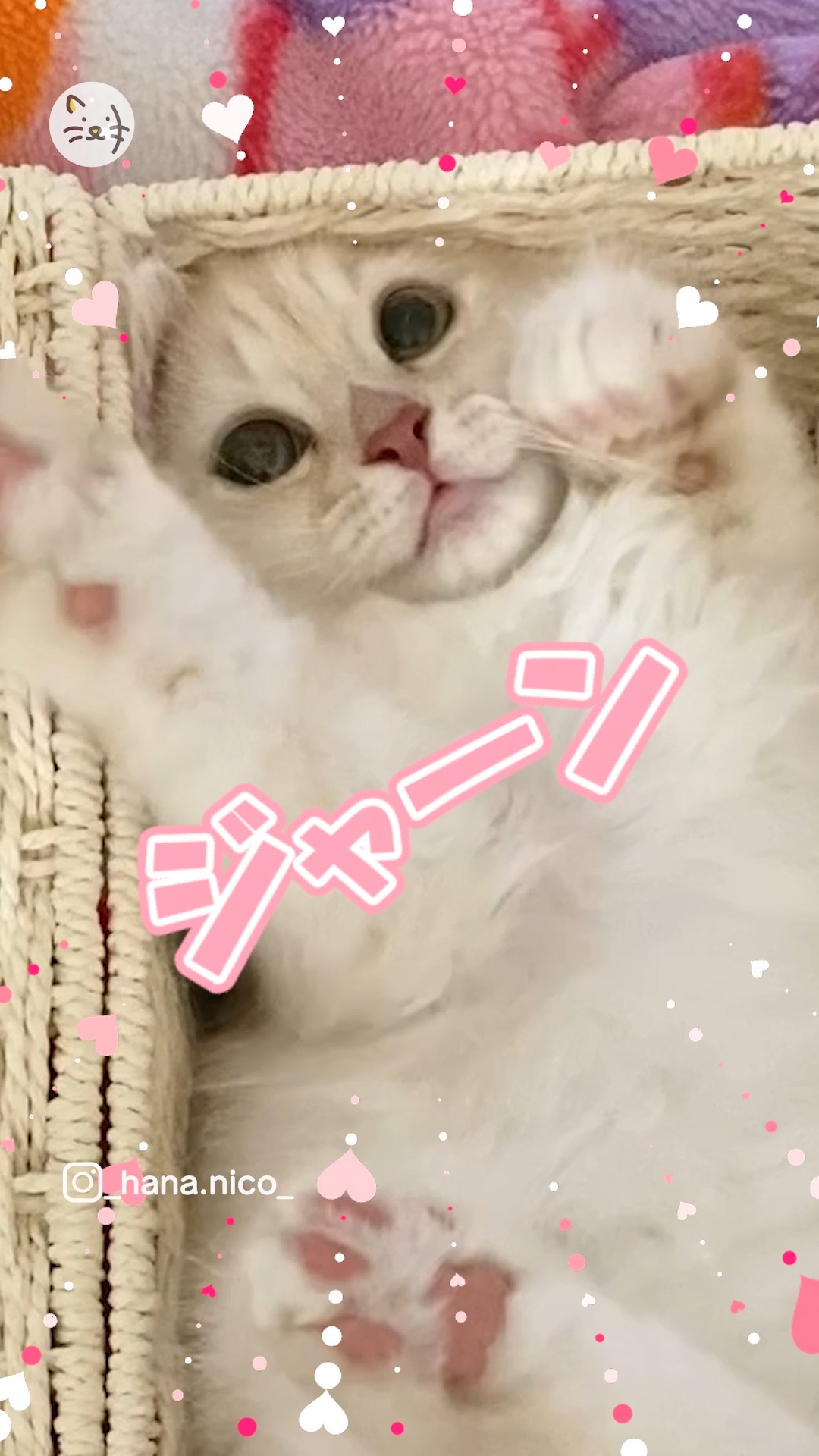 ティッシュケースからこんにちは🐾✨スコティッシュストレートのはなちゃん！💓