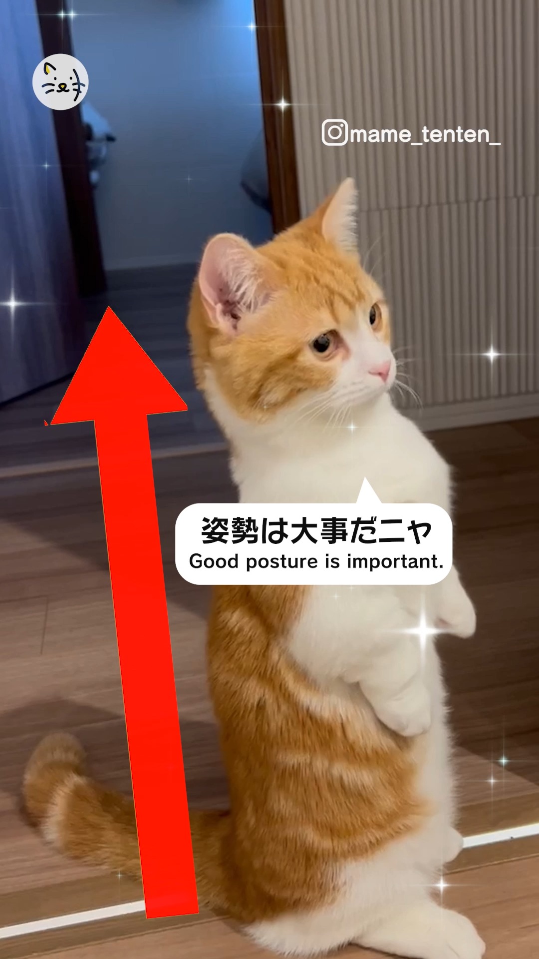 背すじピーン！！✨かっこよく立ち上がるマンチカンのてんくん🐱💓