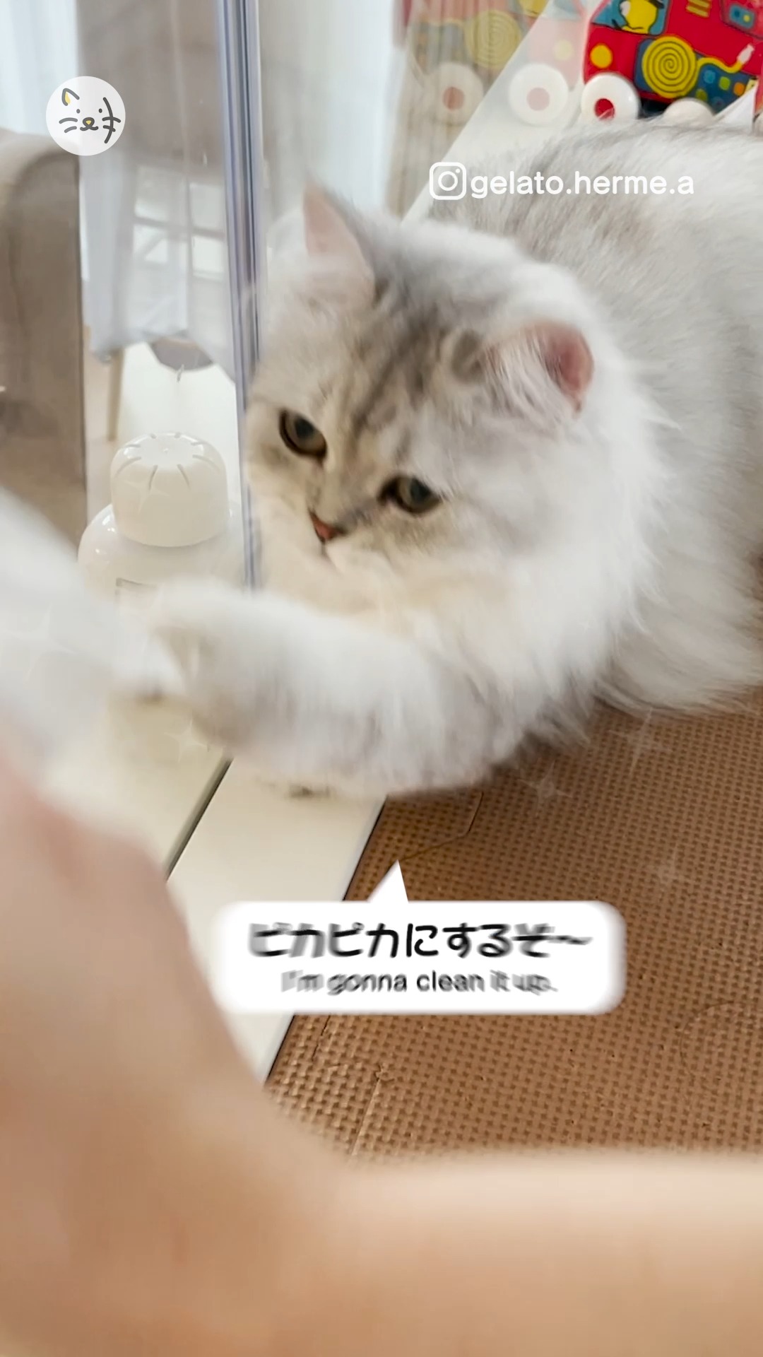 お掃除のお手伝い？✨ペルシャ猫のじぇらーとくん！ピカピカにできるかな🐾