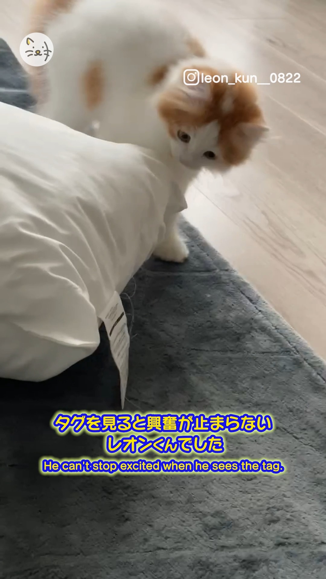 スコティッシュフォールドの子猫「レオンくん」が夢中なものとは・・・？👀✨