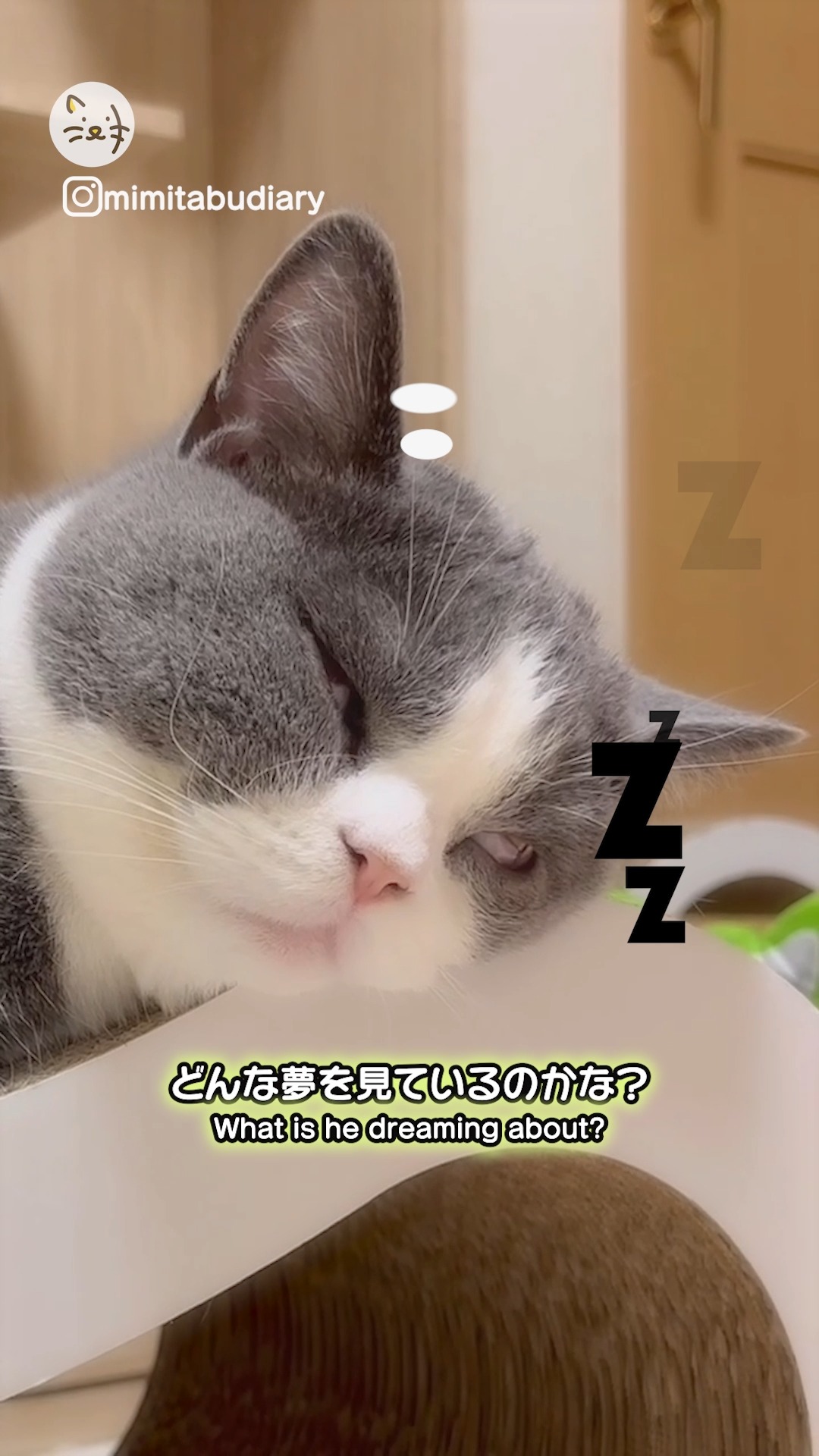 可愛い寝顔…？💤気持ちよさそうにお昼寝をするブリティッシュショートヘアのたぶくん✨