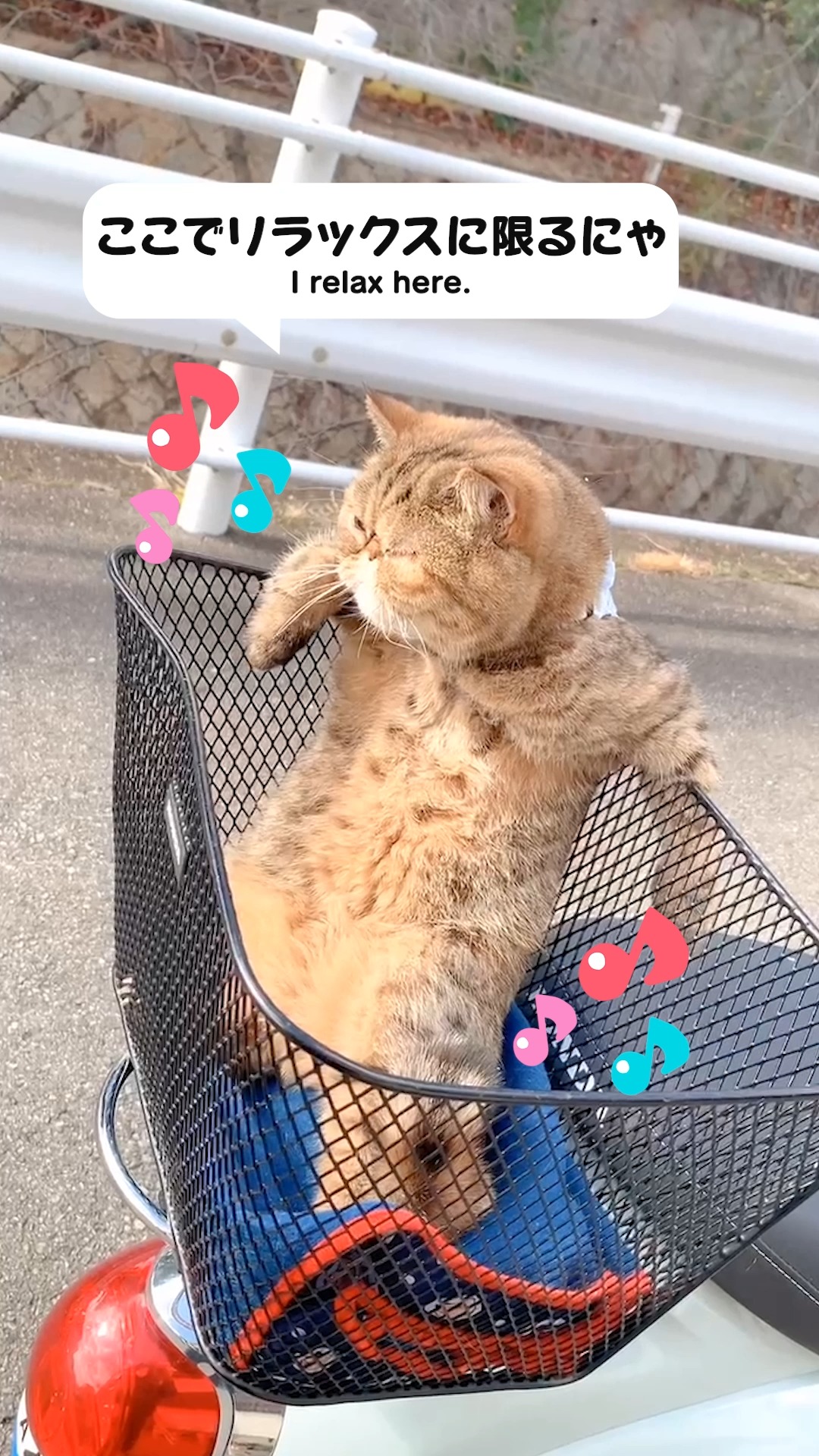 ここは温泉？♨自転車カゴで寛ぐ猫ちゃん🚲✨