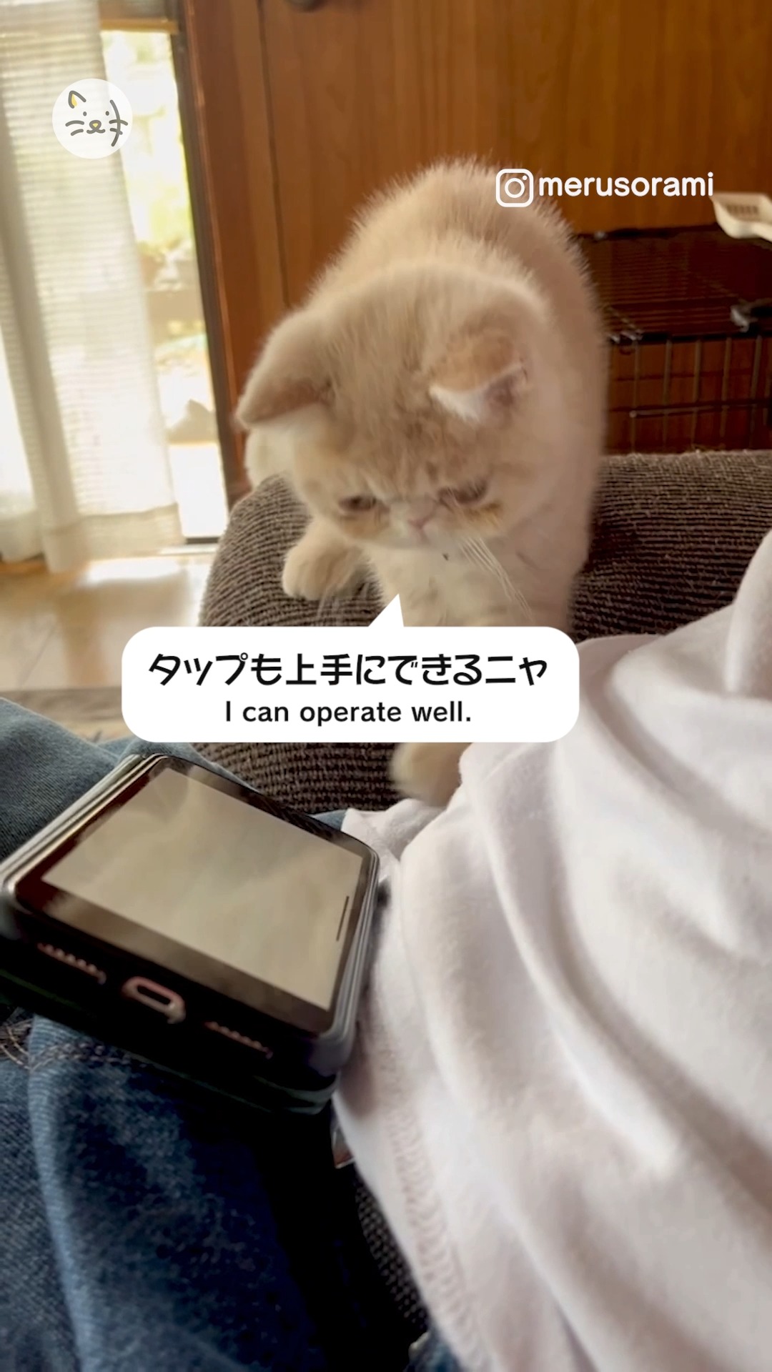 スマホ大好き📱✨タップもできちゃうエキゾチックショートヘアーの猫ちゃん✨