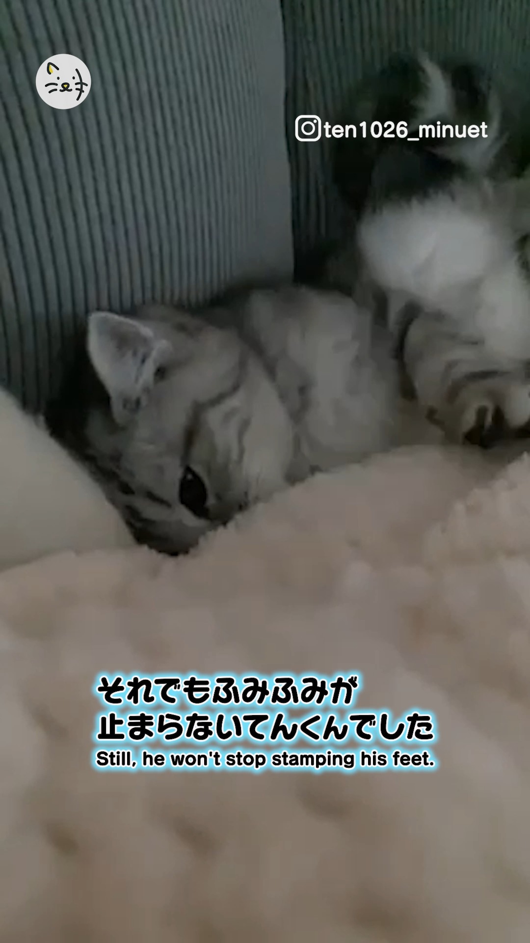 まったりふみふみ中✨子猫のてんくんに思わぬ事態・・？👀