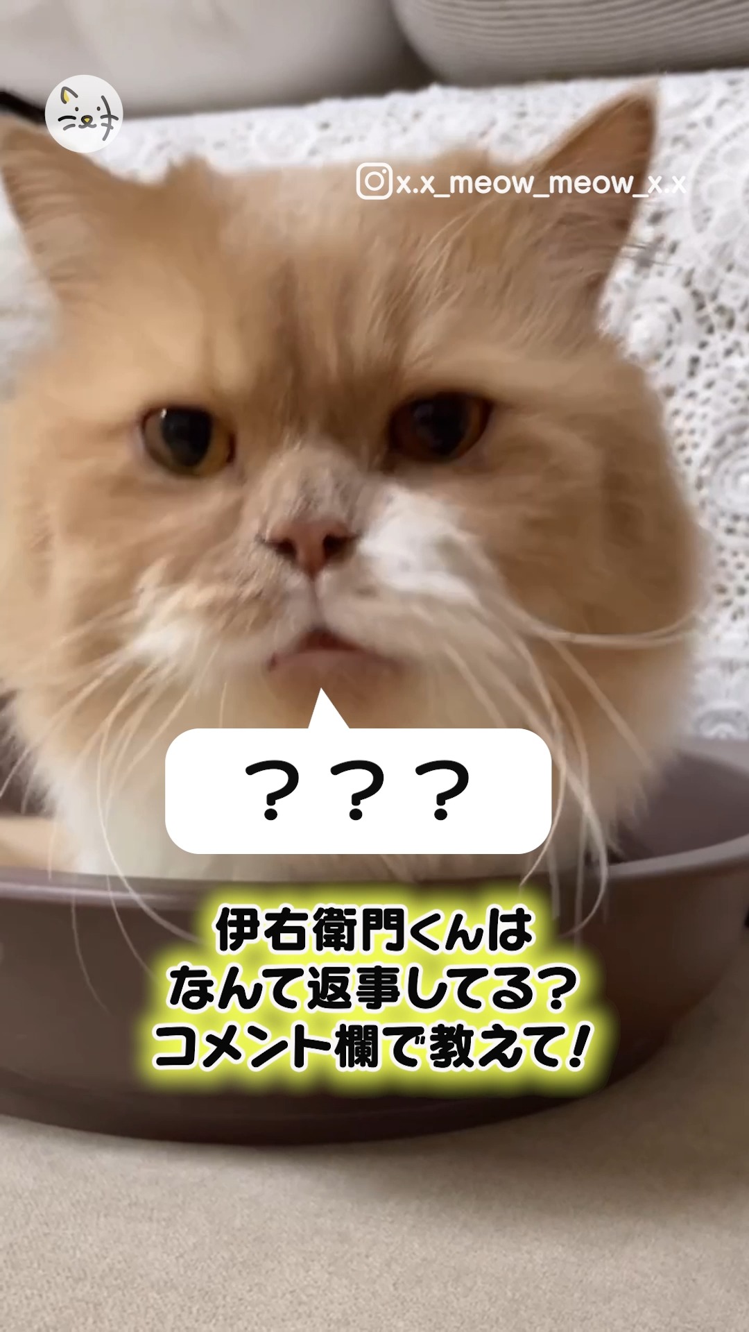 ミヌエットの伊右衛門くん🐾きちんとお返事できるかな？🍚