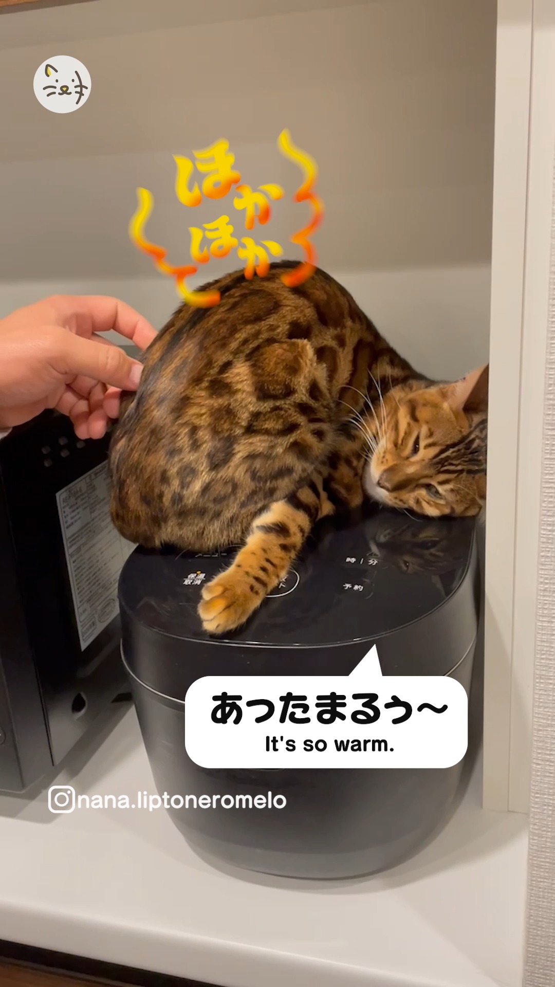 あったかい場所みぃーつけたっ✨炊飯器の上で暖を取るベンガルの猫ちゃん🐾