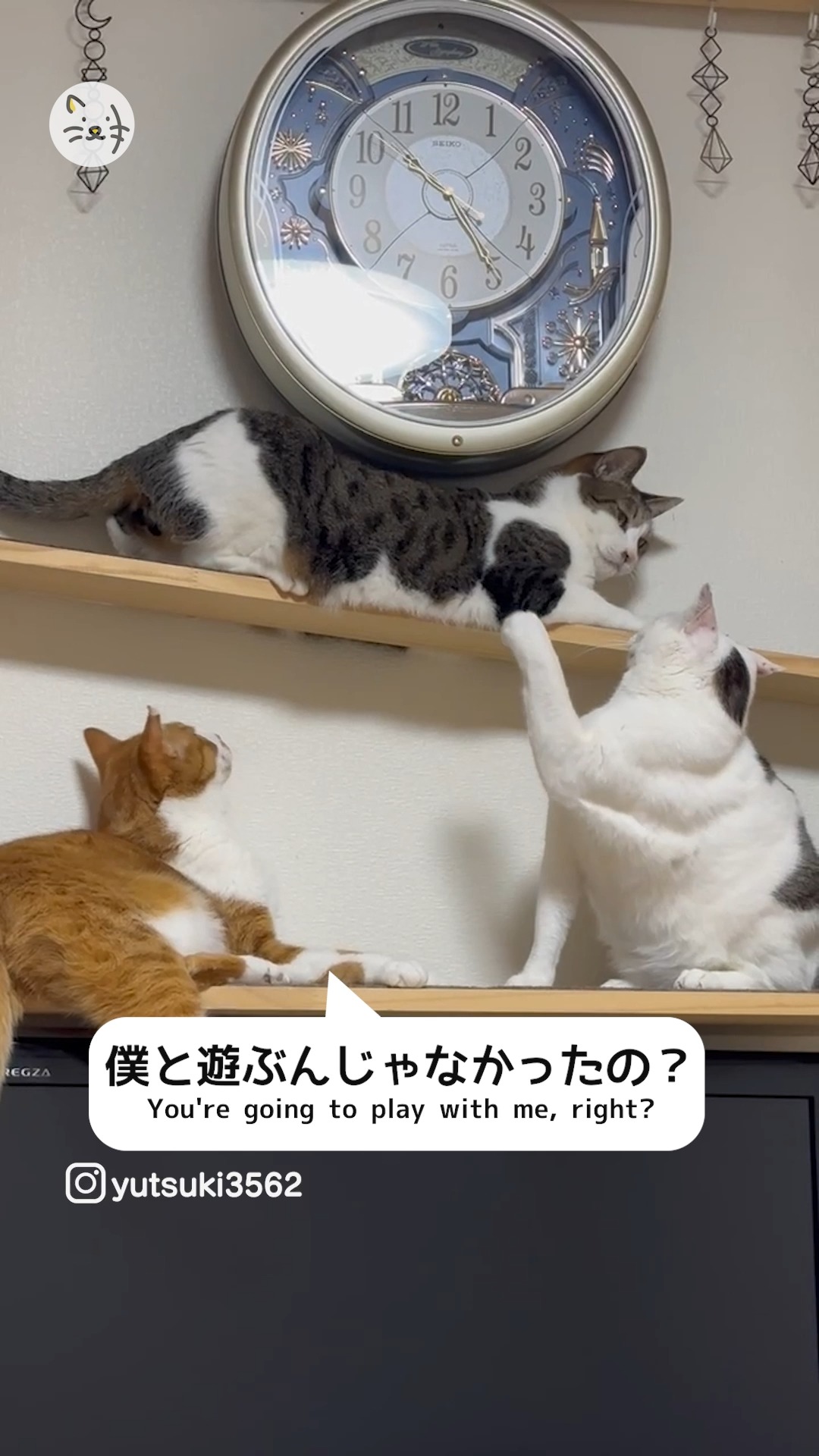 ぼくと遊ぶはずだったのに…😿💔猫ちゃんトリオの日常・・？👀🐾