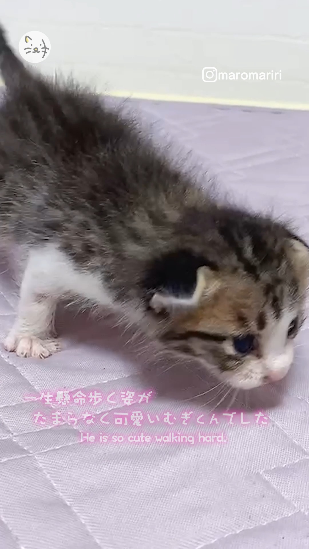 初めて歩いた日✨生後2週間の子猫「むぎくん」感動の瞬間😭✨