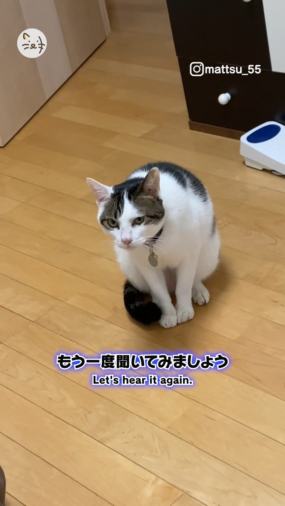 衝撃的！👀✨おしゃべりする猫ちゃん🐾なんて言っているかわかるかな？