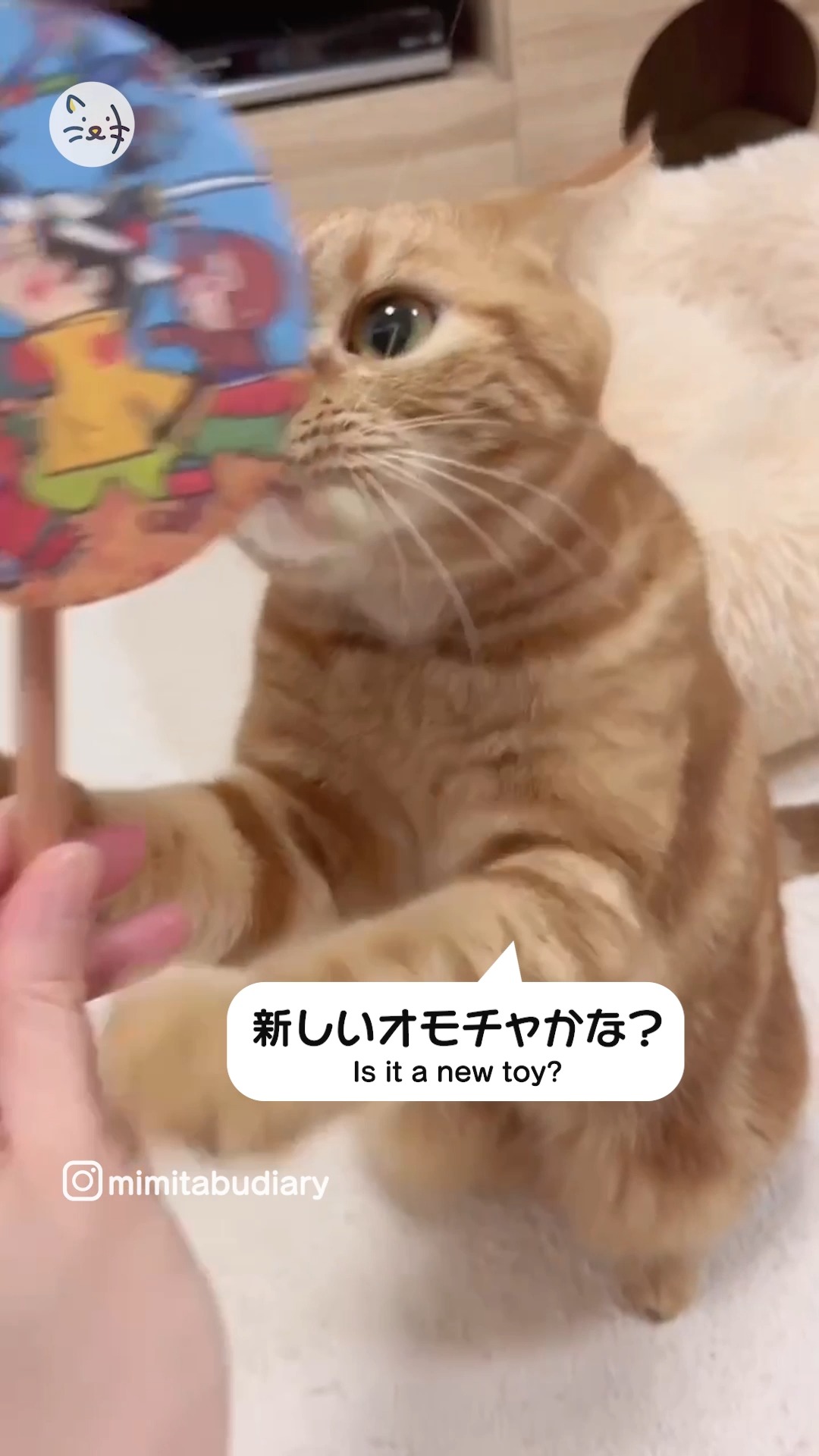 新しいおもちゃかな？✨でんでん太鼓に興味津々な仲良し猫ちゃんズ🌈