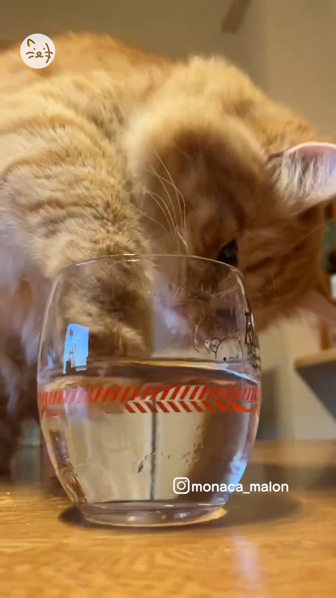 サイベリアンの女の子のマイブーム✨お水は手ですくって飲んじゃうよ🐱💓