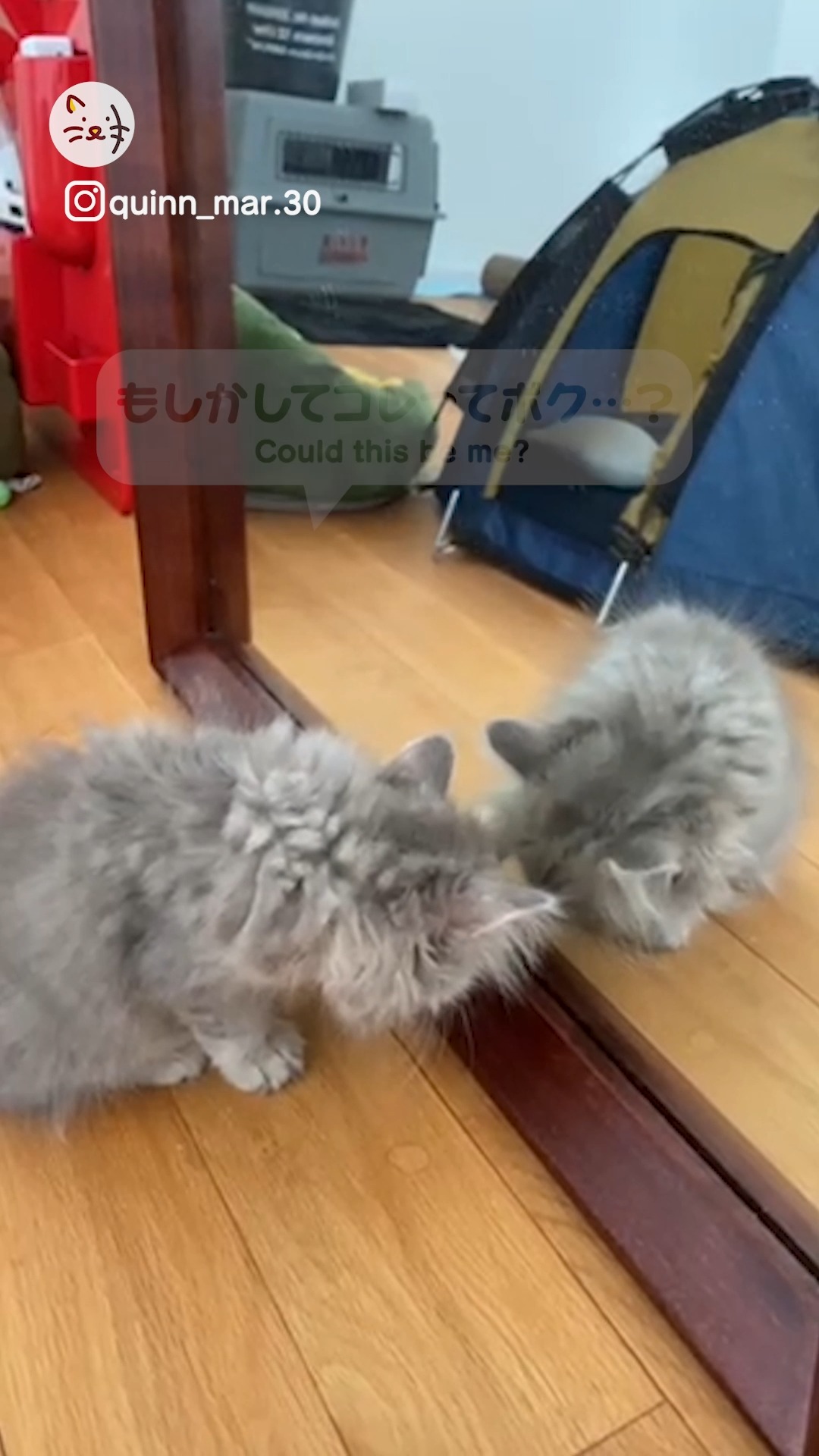 自分にそっくりのイケメン猫ちゃんが目の前に！？✨鏡を初めて目にする猫ちゃん👀✨