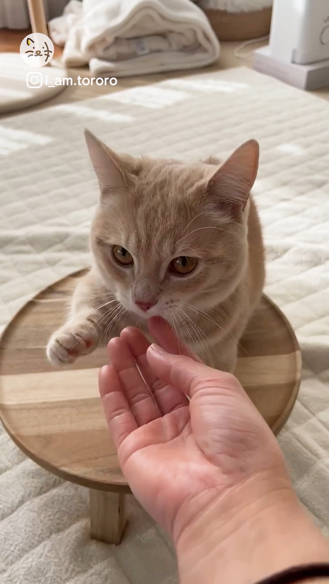 とっても上手♫お手とおかわりができちゃう✨猫ちゃん🐱✨