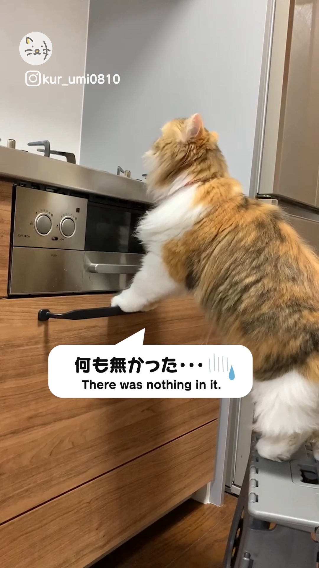 おさかないるかな？？🐟魚焼きグリルを覗き込む猫ちゃん🐾