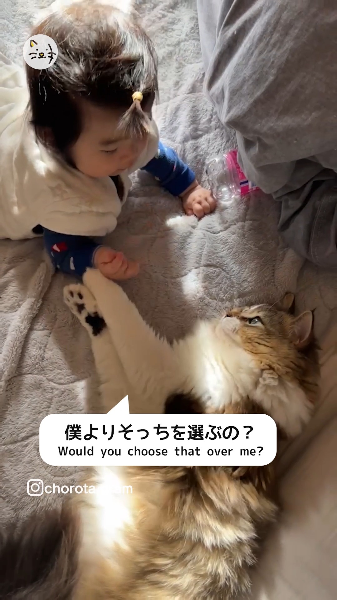 ぼくと遊んで〜💓赤ちゃんと遊びたいマンチカンの男の子🐾