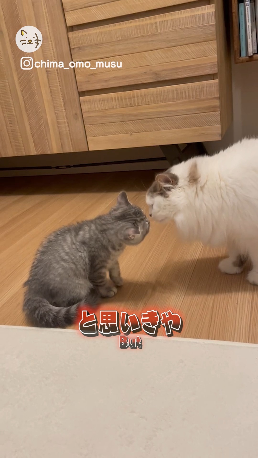 おにいちゃんを威嚇💨と、思いきやしっかりとラブラブなふたりを目撃🐱💓🐱