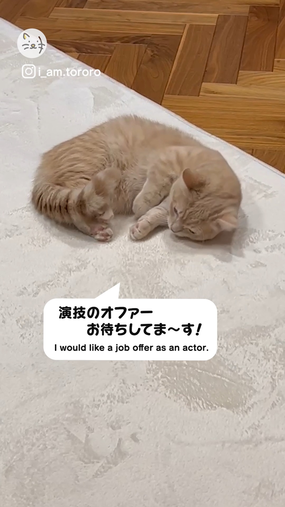 主演男優賞確実？🐾音に合わせて演技ができちゃう猫ちゃん🐱✨