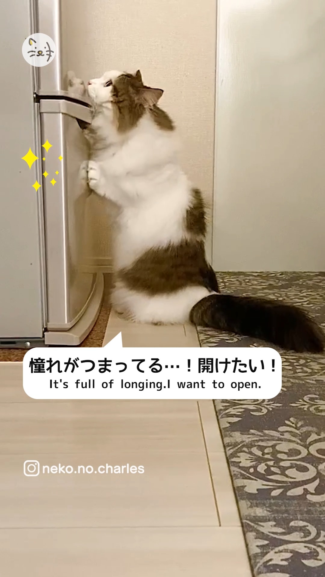 どうしても冷蔵庫を開けたい猫ちゃんの奮闘一部始終👀💨