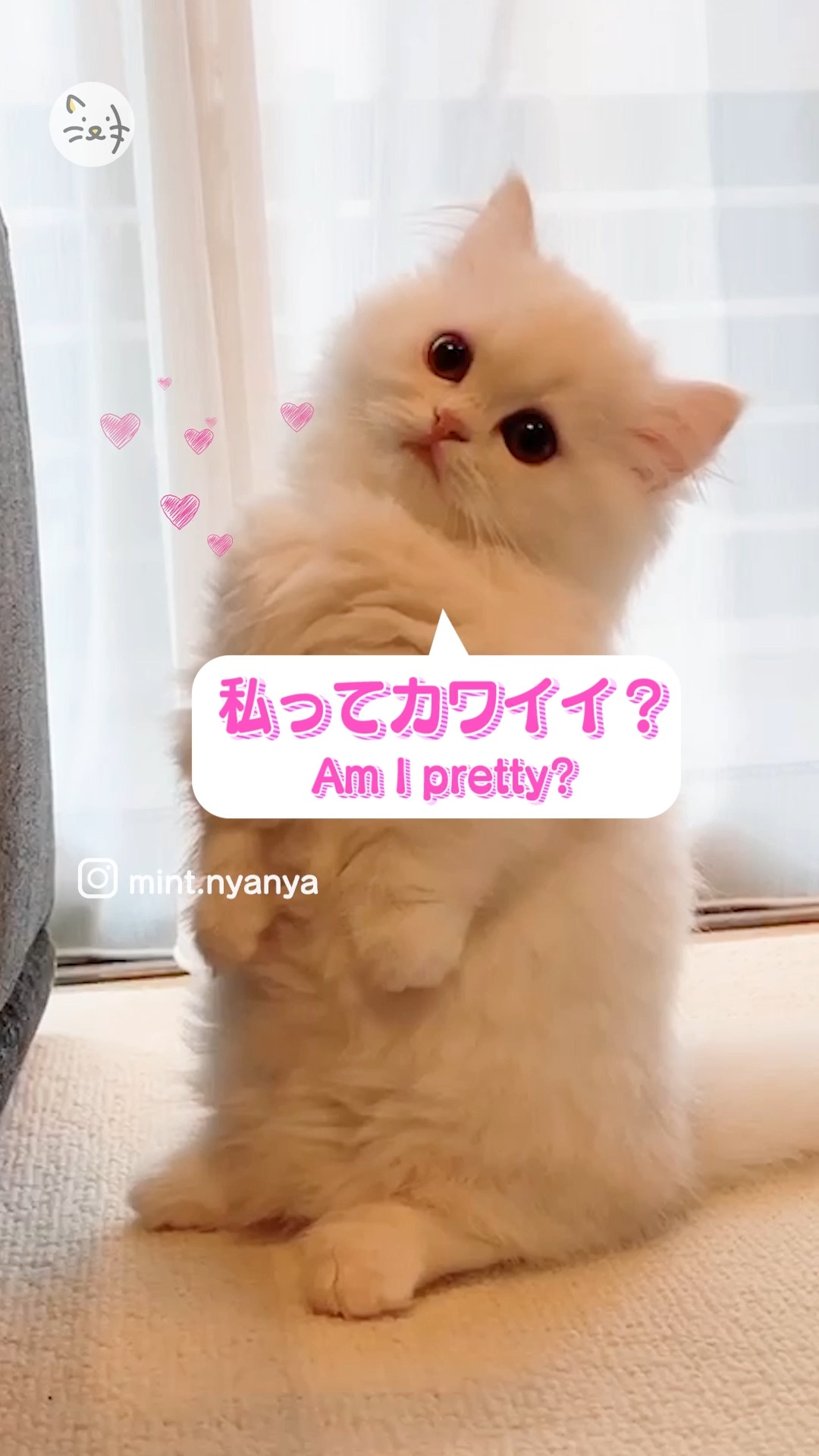 ねぇねぇわたしカワイイ？？たっちが上手なミヌエットの猫ちゃん✨