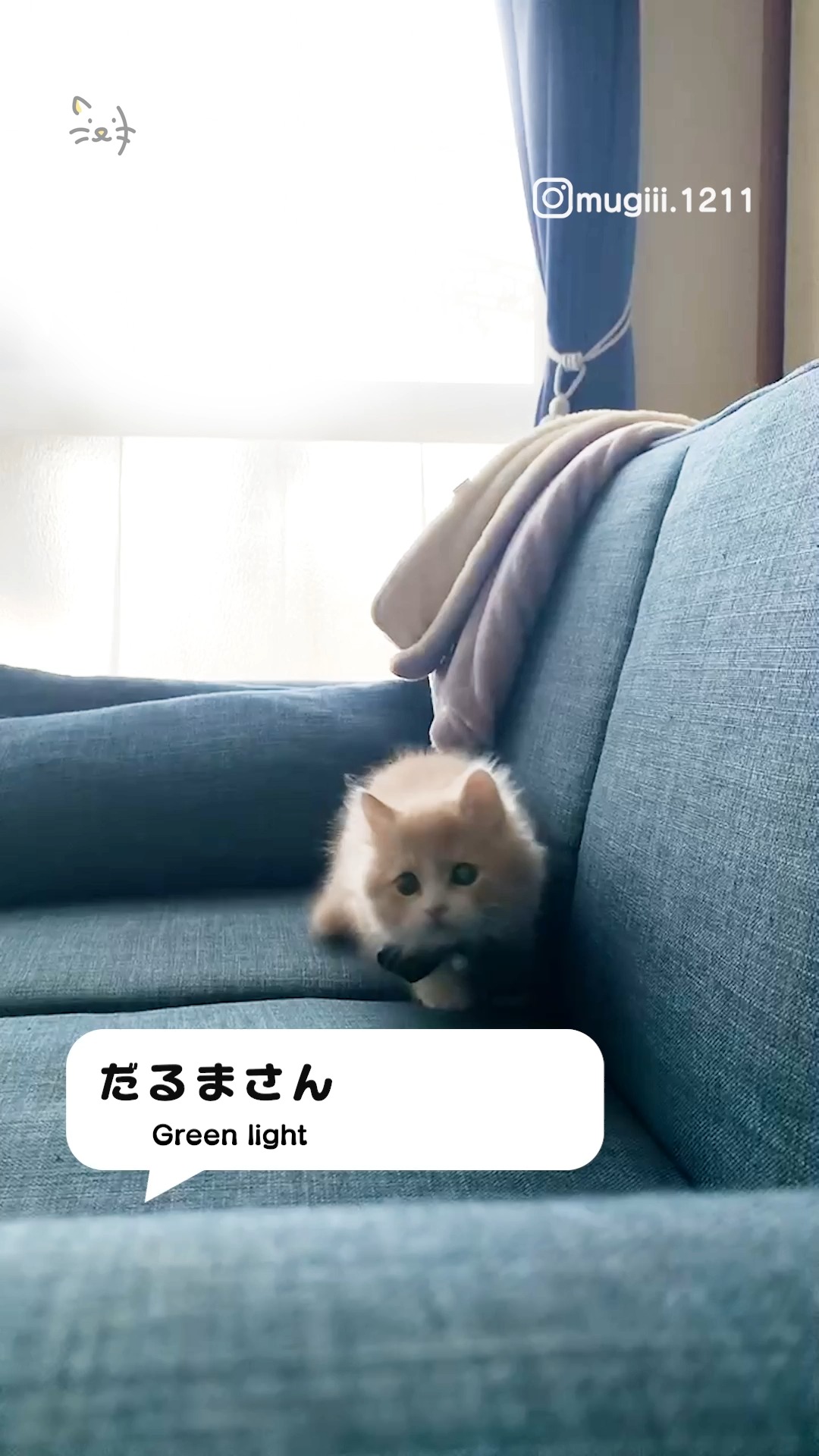 だるまさんがころんだ✨で遊ぼうとしたけど・・・？🐾