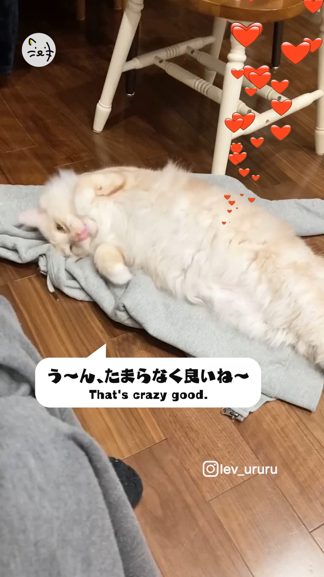 パーカーにメロメロ！？パーカーの上で嬉しそうにゴロゴロする猫ちゃん✨