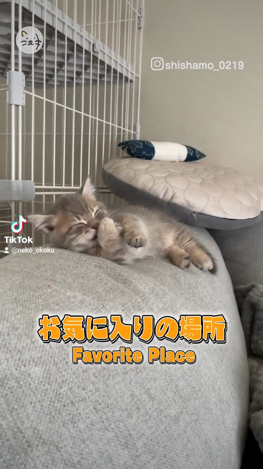 猫ちゃんをダメにするソファ？？💤くつろぎ姿が愛らしい猫ちゃん🐾