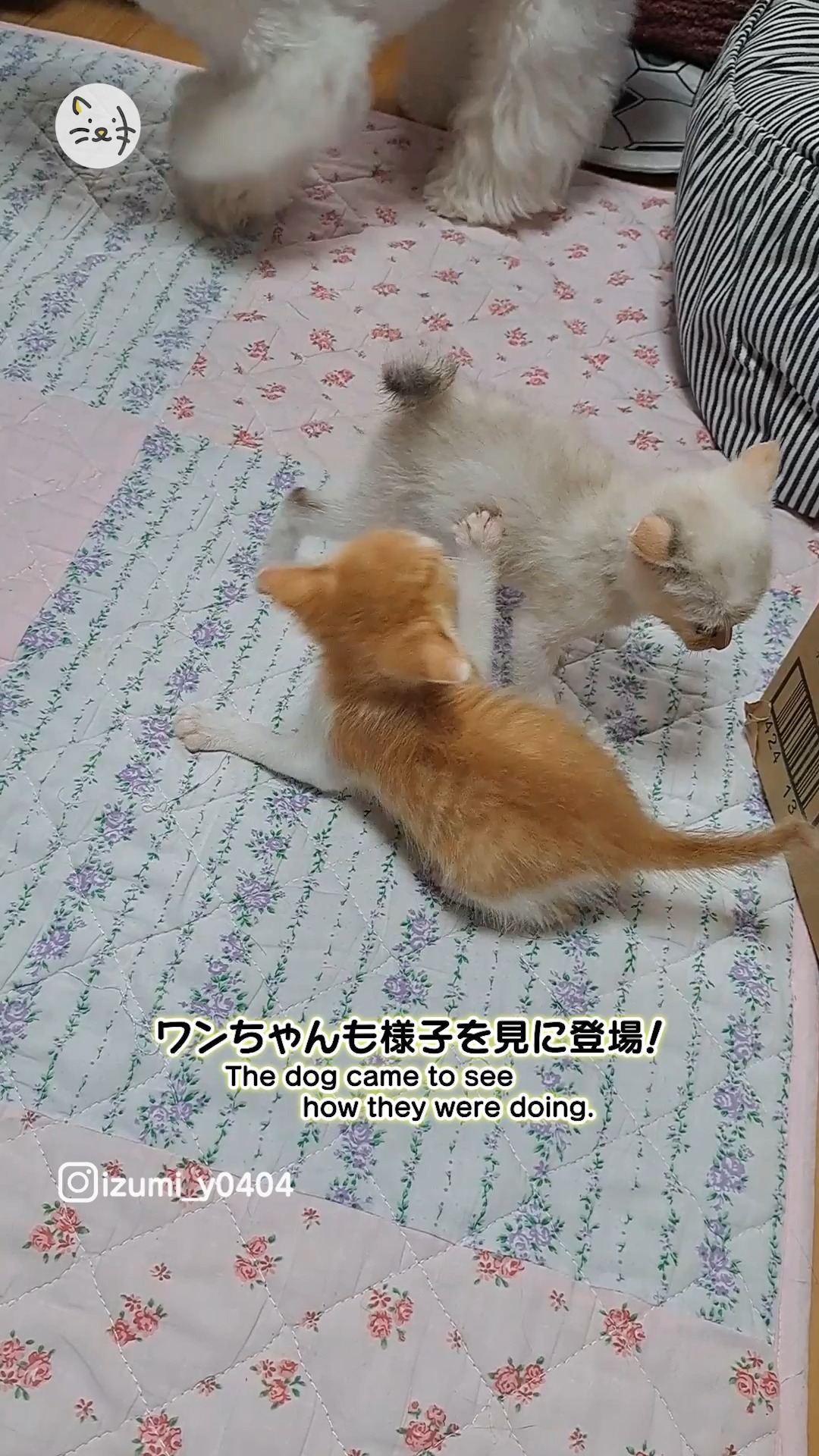 仲良し子猫ちゃんズのすずらんちゃんとたんぽぽくん🌼そっと見守る優しいわんちゃんも？🐶