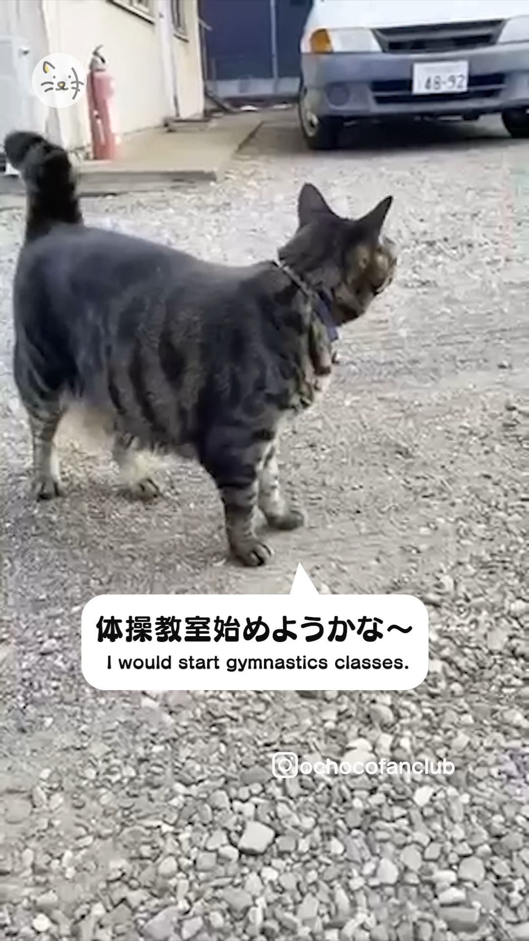 目指せオリンピック代表？🏆でんぐり返しが上手な猫ちゃん✨