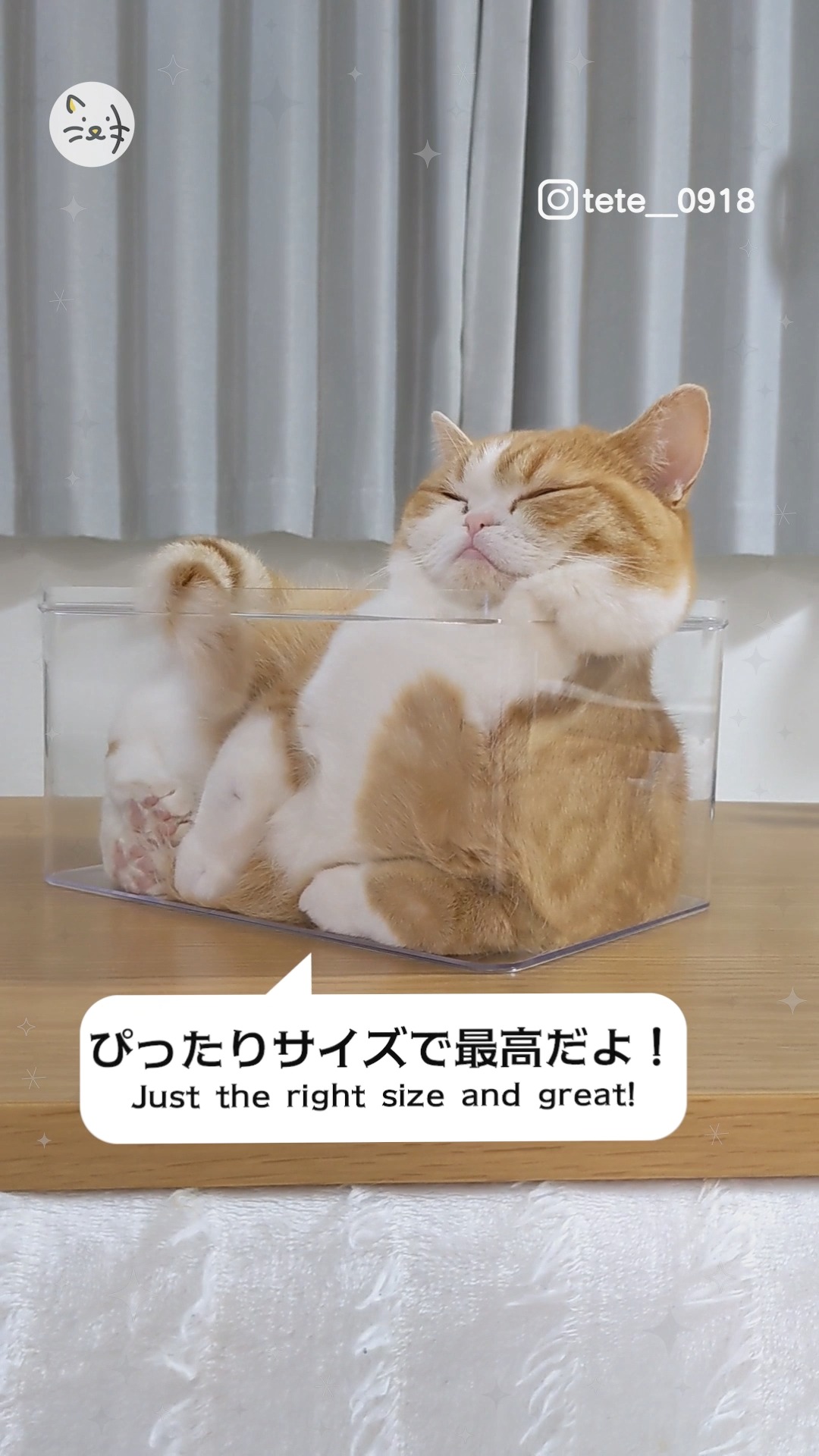 猫様は液体です💓透明ケースにハマる姿がかわいすぎるマンチカンのテテちゃん💓