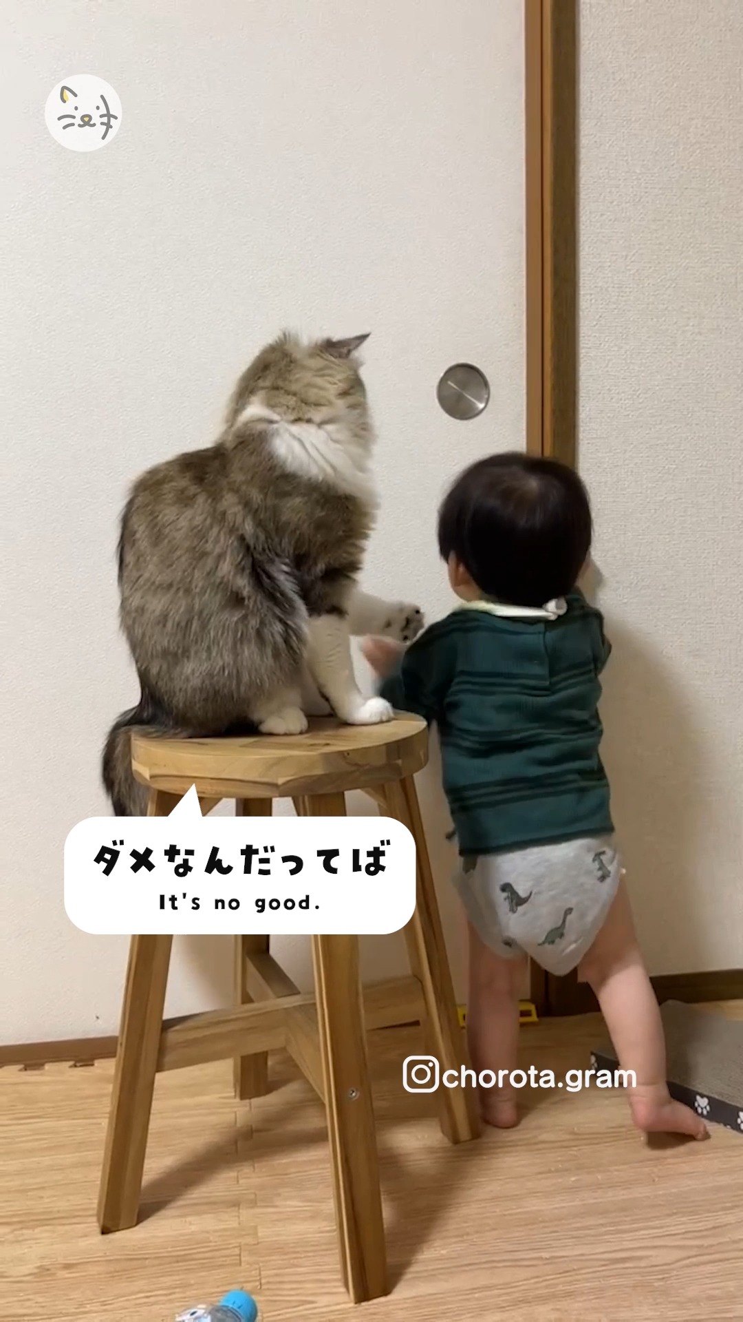 ドアの門番としてベビちゃんと奮闘するお兄ちゃん猫ちゃん😺✨