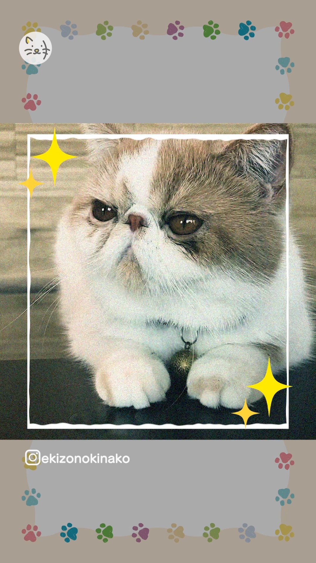 可愛い猫ちゃん3連発💓可愛さがたっぷり詰まってます🐾