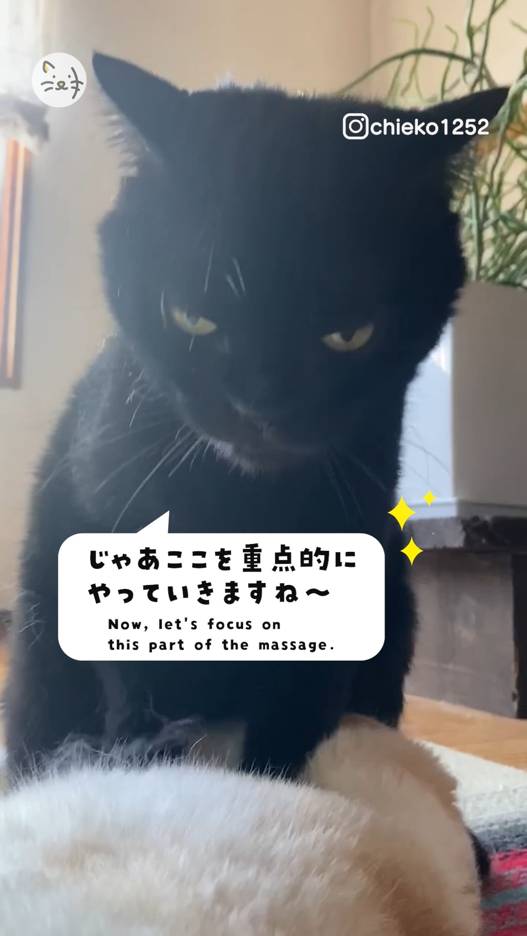 猫界で予約殺到！？✨噂のマッサージ師を突撃！💨