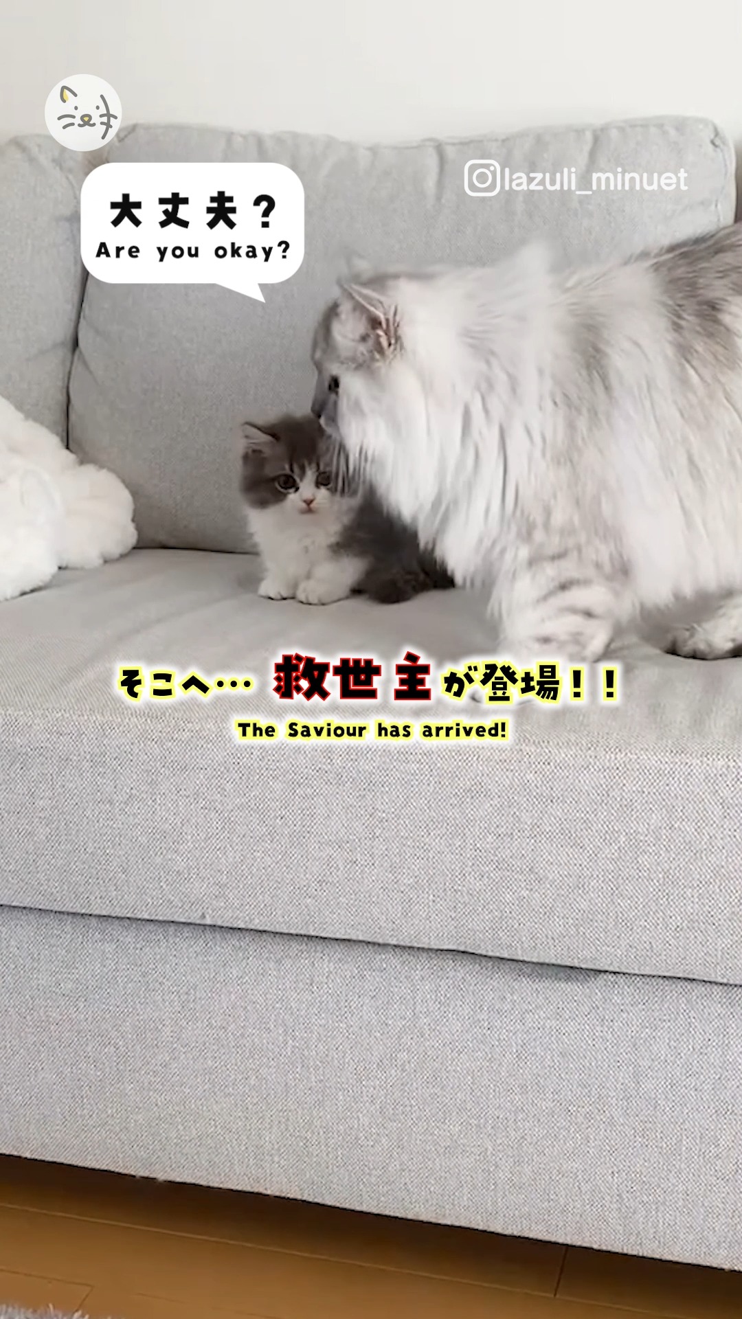 初めてワンちゃんと遭遇🐶✨戸惑う子猫のぴのくんの前に現れた救世主とは・・・✨