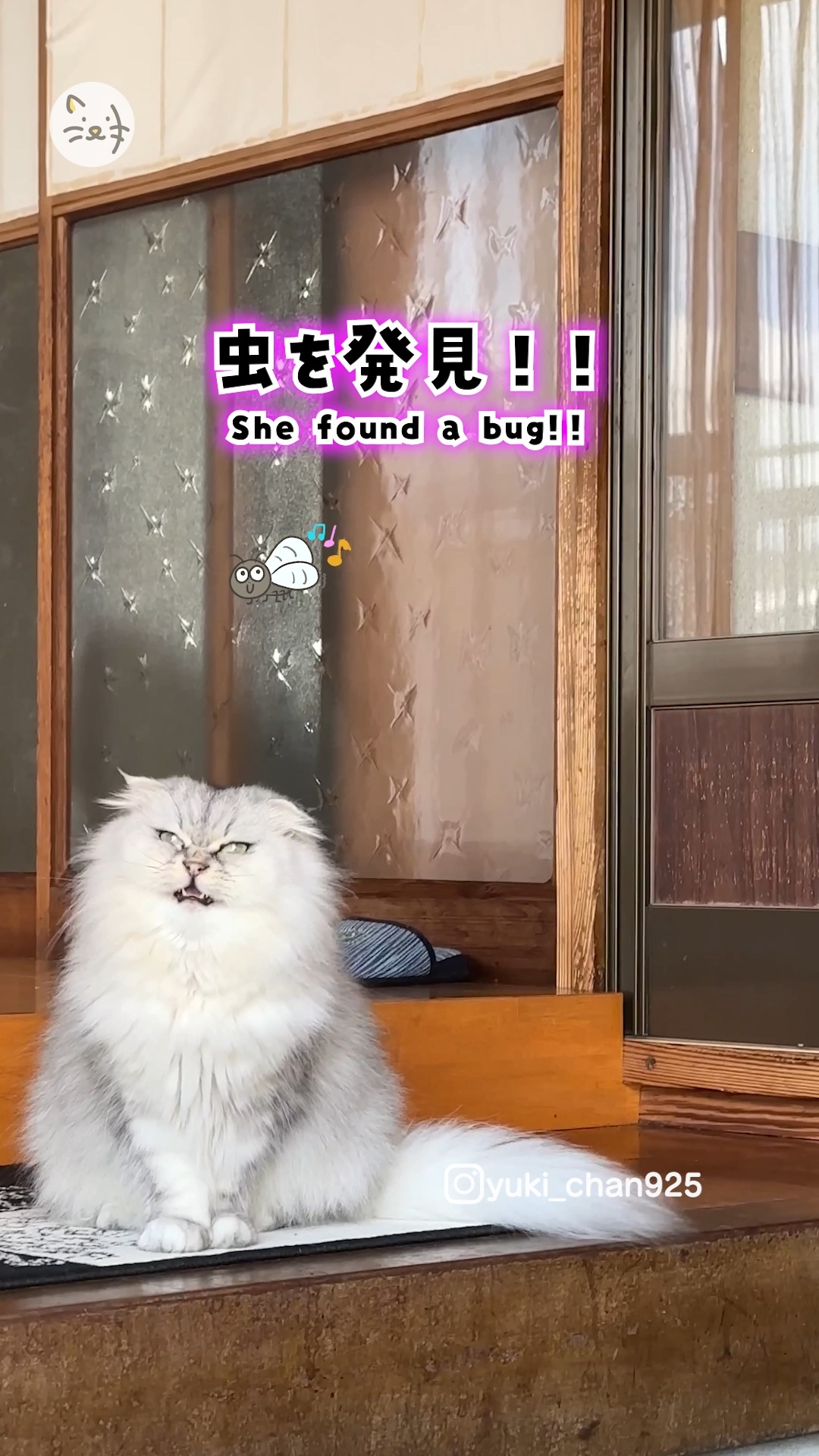 静かにお留守番…🍵予期せぬ来客に豹変する美猫のゆきちゃん😹