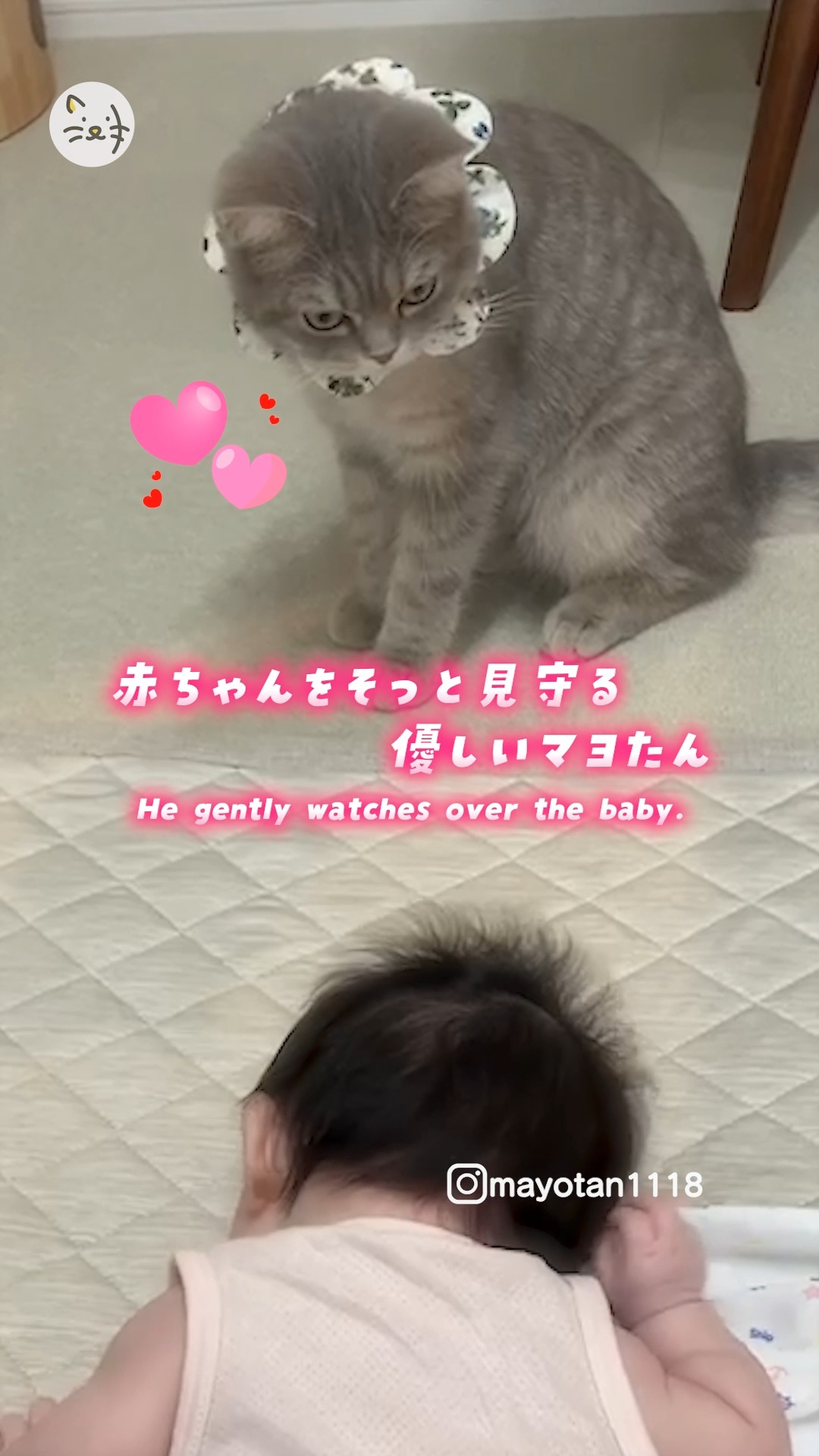 💓赤ちゃん×子猫💓究極の癒やし空間をお届け😽✨