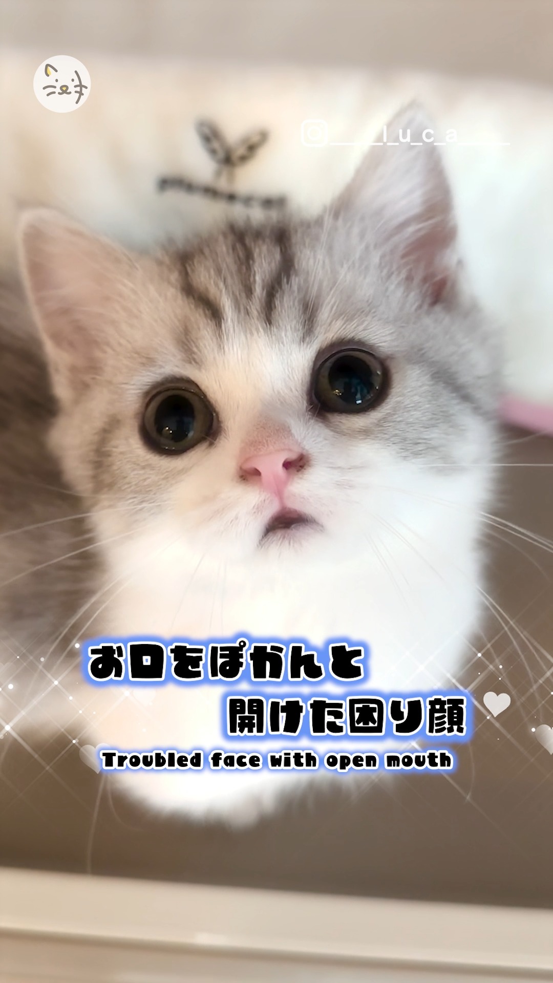 おめめにお口にお鼻💖チャームポイントが多すぎるマンチカンの男の子😽✨