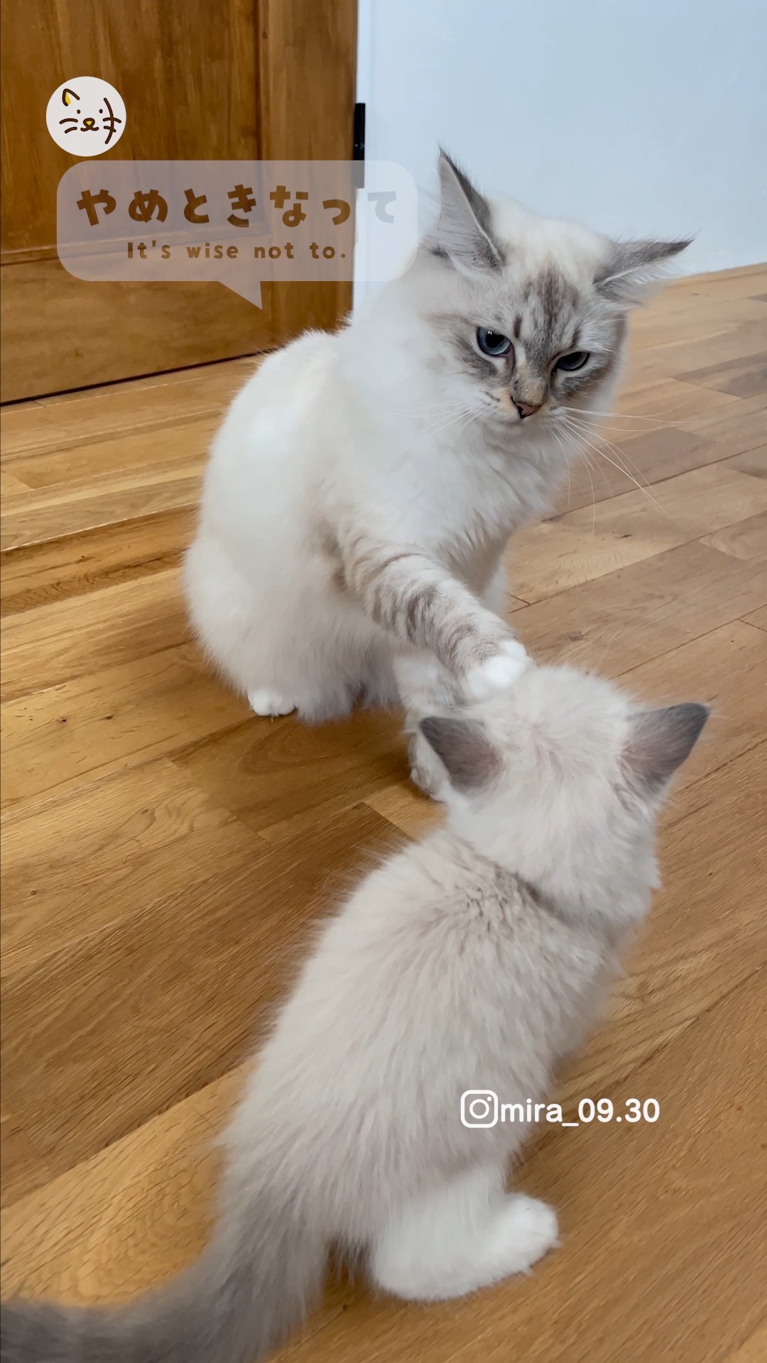 負けず嫌いな子猫のういちゃん🐾お姉ちゃんに何度も挑戦✨喧嘩のようなお相撲のような可愛い挑戦💓