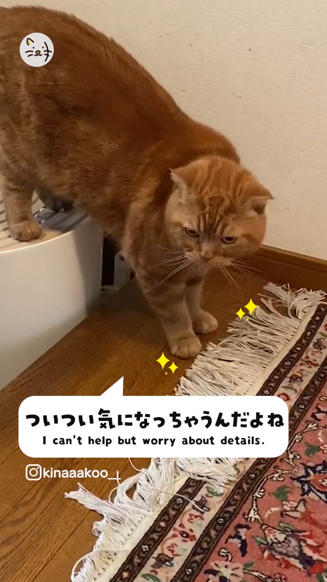 猫ちゃんだって気になるっ🐈🐾カーペットの端を整える几帳面な猫ちゃん😹✨