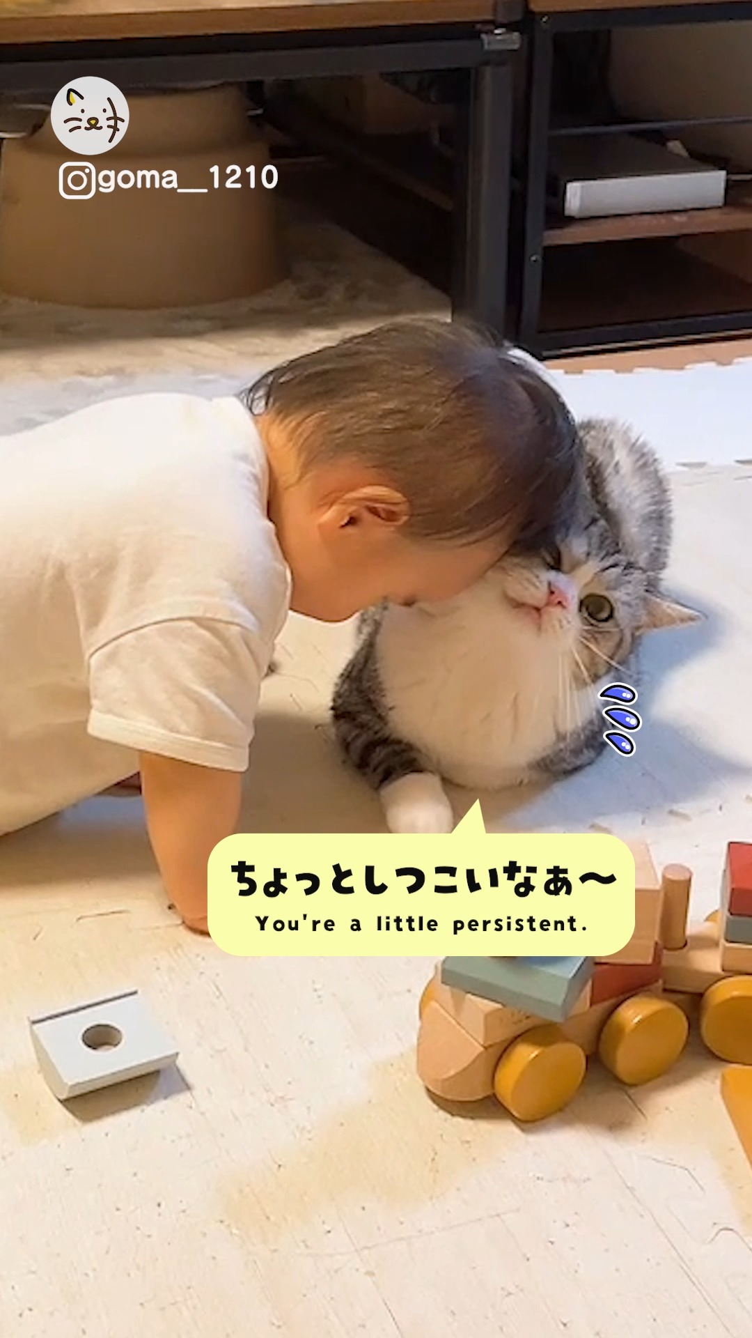 本日のほっこり動画😽💓弟の挨拶に優しく付き合ってあげる「ごまくん」✨