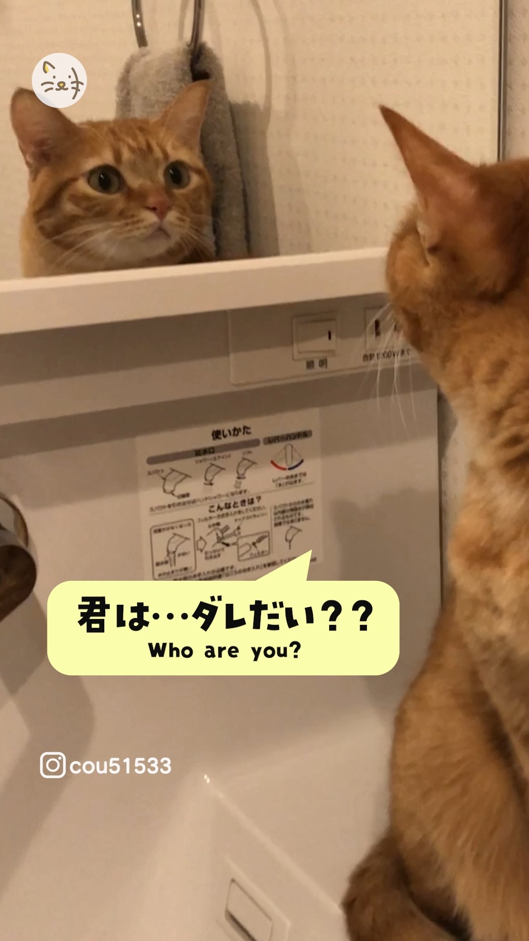 ドッペルゲンガー？？👀💦目の前に自分そっくりの猫ちゃんが出現し目をまんまるくする茶トラの「きいちゃん」😹