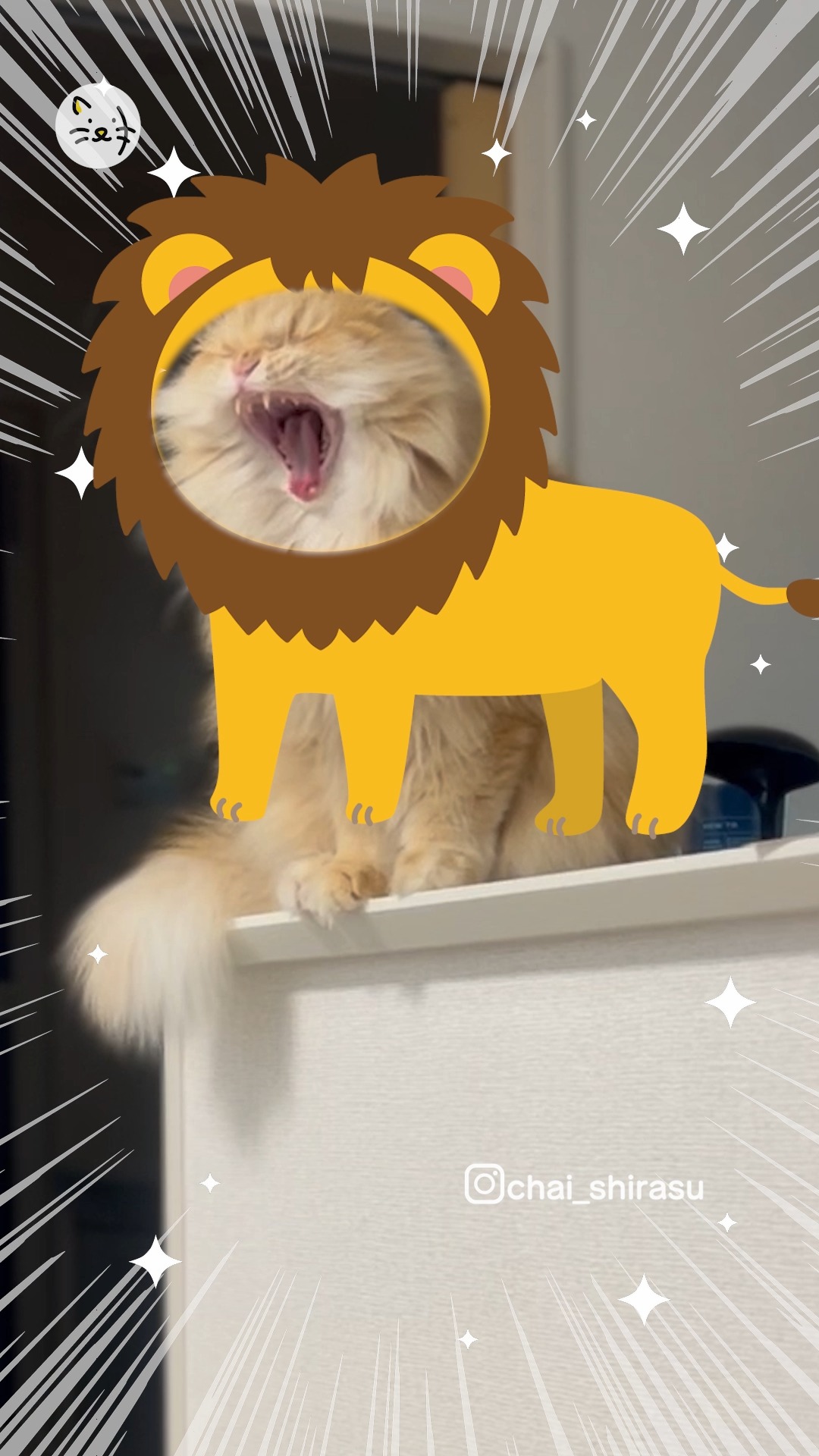 気分は百獣の王？🦁ライオンのように大きく口を開けてあくびをするちゃいくん😼✨