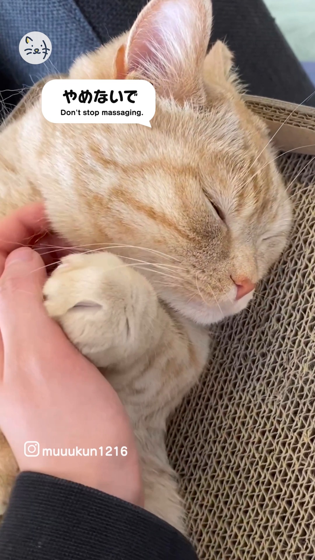 【悶絶注意💘】おねだりが可愛すぎるマンチカンのむーくん🐾