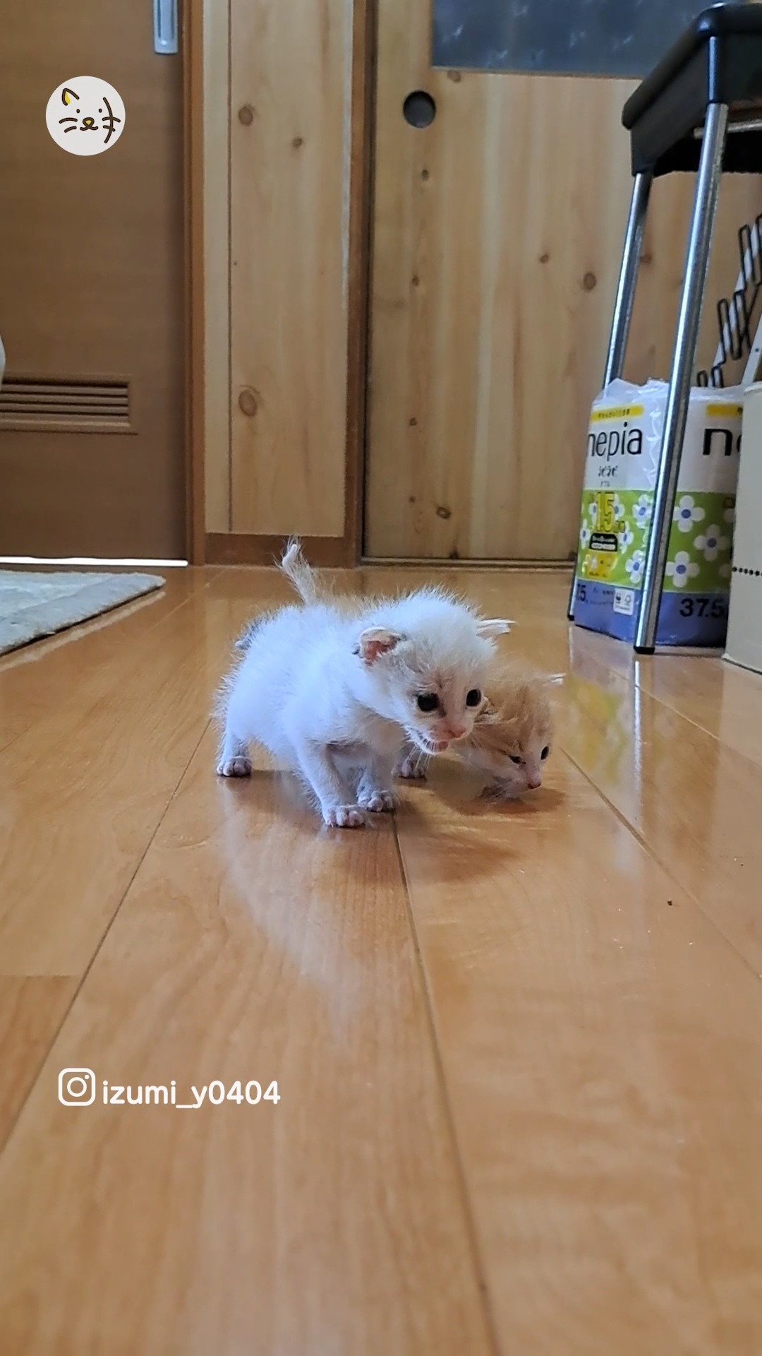 【赤ちゃん猫】小さな体でよちよち歩く兄妹猫ちゃんズ✨