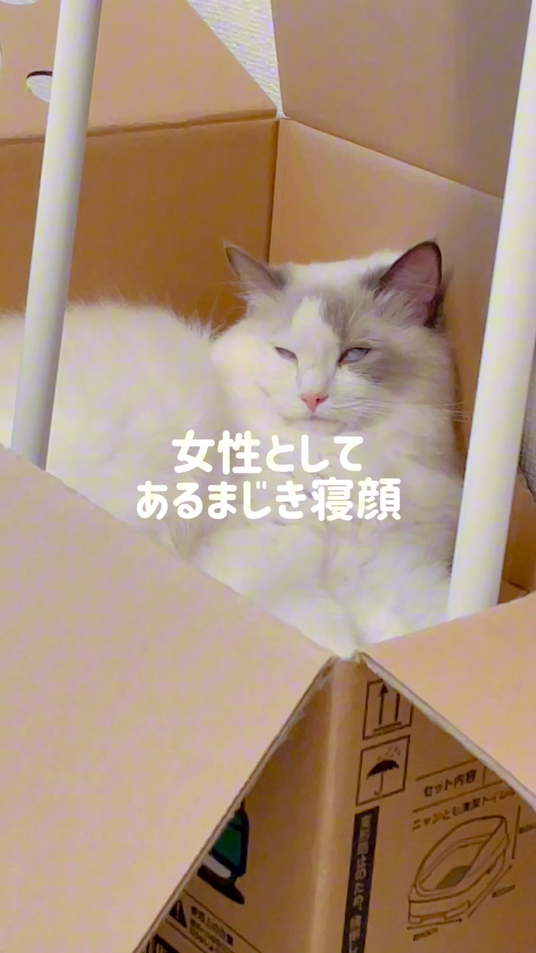 寝顔がとんでもなさすぎる猫